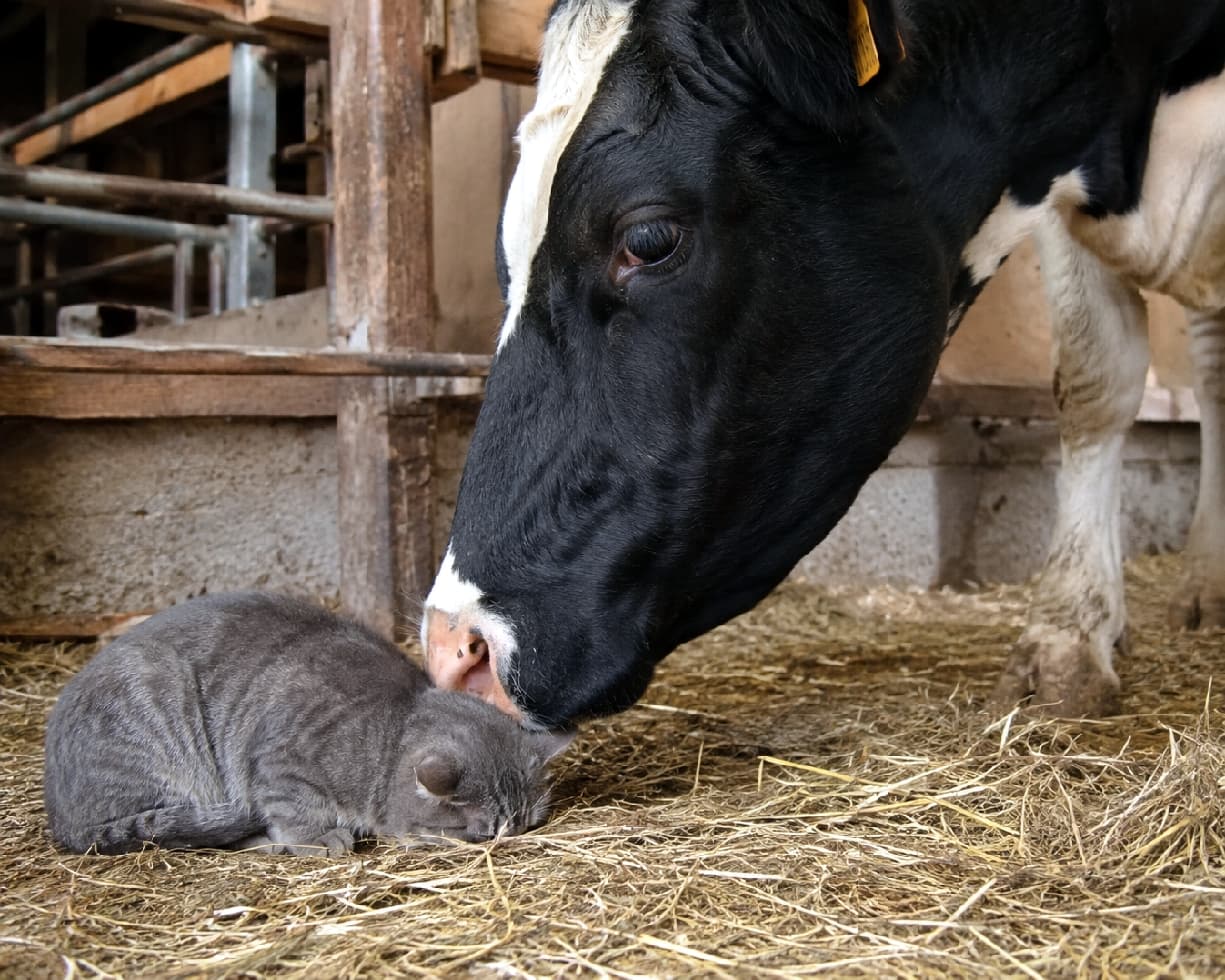 「大きすぎるお友達の挨拶に、ただただ息をひそめてやり過ごすのみ…🐮💦 頑張れニャンコ！応援したくなる瞬間📣」Ultra-realistic high-quality photograph of a small gray tabby cat curled into a tight, flat ball of submission on a hay-covered barn floor, while a massive black-and-white cow sniffs its head closely. The intense size contrast and rustic lighting are perfectly captured. わらが敷き詰められた薄暗い牛舎で、巨大な白黒の牛に頭をクンクンと嗅がれ、恐怖と服従のあまり耳をペタンと伏せて石のように丸まるサバトラ猫。圧倒的なサイズ差と、息を呑むような緊張感がリアルな質感で表現されています