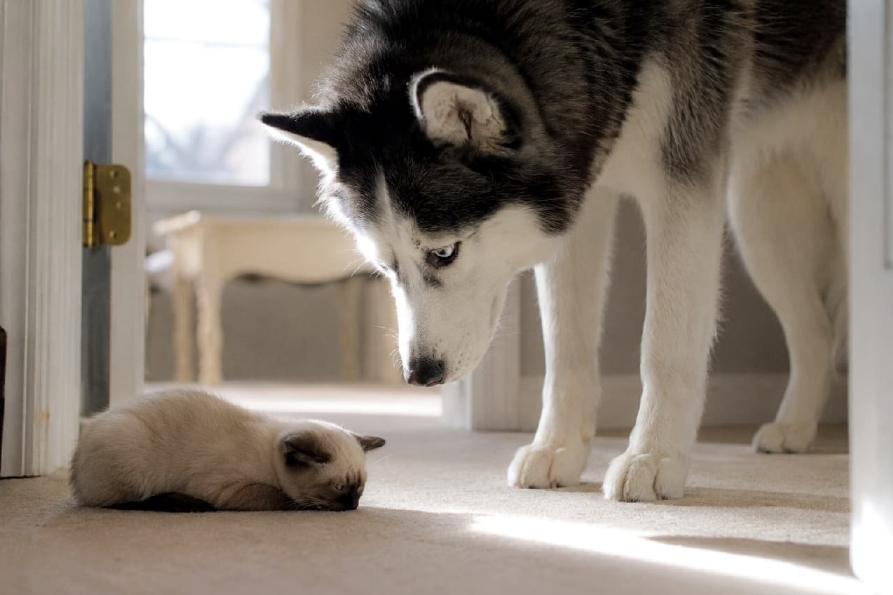 「絶対勝てない相手には、息を潜めて完全降伏🐶💦 ぺったり床と同化する子猫の賢明な判断に拍手です #異種間コミュニケーション #子猫の成長 #猫のいる暮らし」Ultra-realistic high-quality photograph of a large Siberian Husky dog standing over a tiny Siamese kitten. Illuminated by soft natural sunlight streaming through a nearby door, the kitten lies completely flat on the carpet in a posture of total surrender and submission. 窓からの柔らかな自然光が差し込む室内で、大きなシベリアンハスキー犬に見下ろされ、床にペタンと伏せて完全に降参のポーズをとるシャム子猫の超高画質写真。子猫の焦げ茶色の耳や顔周りのポイントカラーが美しく、気配を消して従順さを示す様子が、柔らかな光と影の中で精細に描写されています