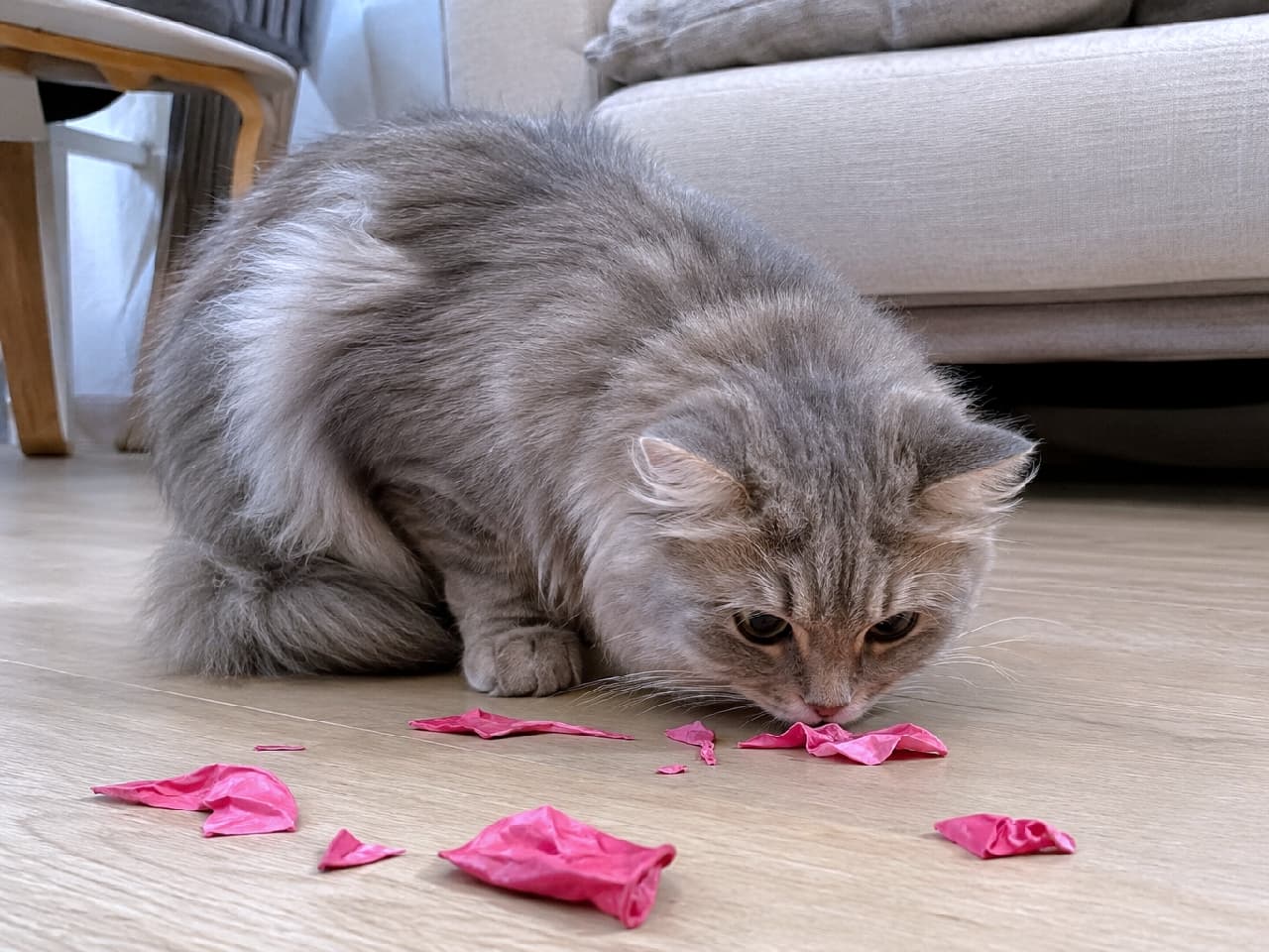 「バーン！って鳴ったニャ…もう絶対に近づかないニャ…🙀 割れた風船の残骸に恐る恐る平伏するビビリさん💧」Ultra-realistic high-quality photograph of a lBritish Longhair cat crouching extremely low in submission and fear, carefully sniffing the bright pink remains of a popped balloon on a modern living room floor, beautifully capturing the tension after a loud noise. モダンなリビングの床に散らばったショッキングピンクの割れた水風船の残骸に対し、先ほどの破裂音の恐怖を引きずり、耳を伏せて極限まで姿勢を低くして匂いを嗅ぐブリティッシュロングヘア猫。トラウマを抱えたような慎重な服従姿勢がリアルに伝わります