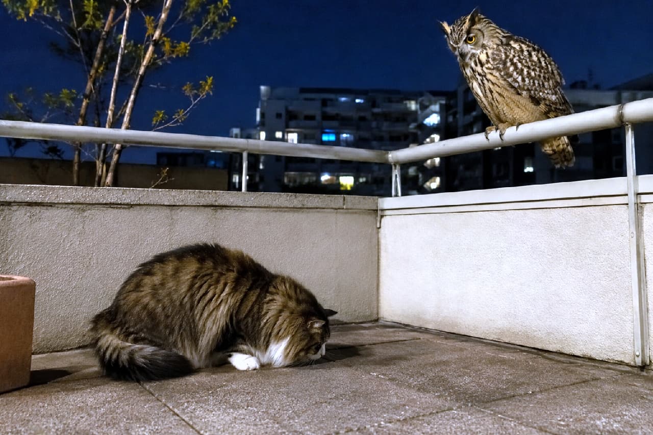 「目を合わせちゃダメだ…夜の王様には絶対服従ニャ…🦉🌃 バルコニーで起きた、息を呑むようなエンカウントシーン！」Ultra-realistic high-quality photograph of a Norwegian Forest Cat lying completely flat on an urban balcony floor in total submission, avoiding eye contact with a large Eurasian eagle-owl perched on the railing in the dark night. Dramatic lighting enhances the predator-prey tension. 夜の都会のバルコニーで、手すりに留まる巨大なワシミミズクの鋭い視線に対し、目を完全に外し、コンクリートの床に頭を擦り付けるように平伏するノルウェージャンフォレストキャット。夜間撮影特有の陰影が、捕食者と被食者の圧倒的なヒエラルキーと緊張感を際立たせています