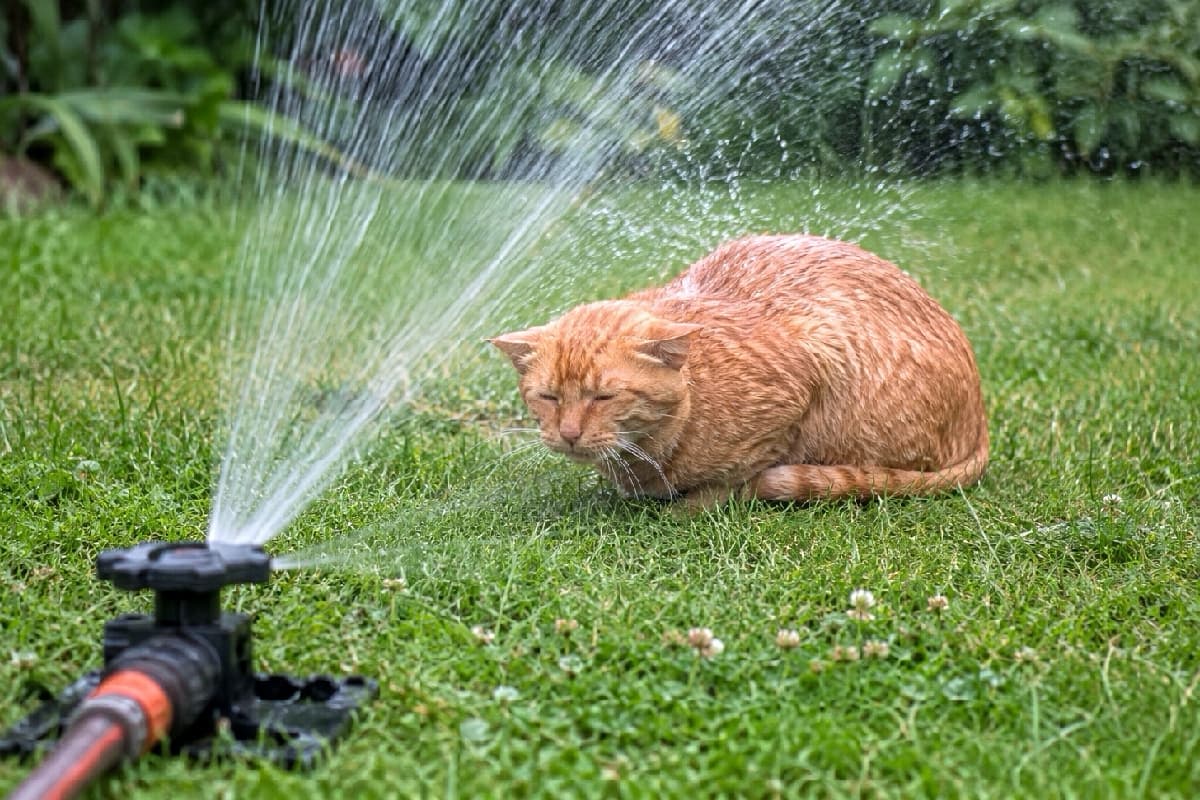 「突然の水攻撃にタジタジ🚿💦 逃げずにじっと耐える茶トラちゃんの姿に、思わずエールを送りたくなりますね📣🐈 #茶トラ #お庭散歩」Ultra-realistic high-quality photograph of an orange tabby cat crouching on a green lawn, keeping its eyes tightly closed and ears flat as it submissively endures water spraying from a black garden sprinkler. 青々とした芝生の上で、黒いスプリンクラーから勢いよく噴き出す水を浴びながら、目を固く閉じ、耳を伏せてじっと耐え忍ぶ茶トラ猫の超高画質写真。水滴が弾ける様子と濡れた被毛の質感が極めてリアルに描写されています