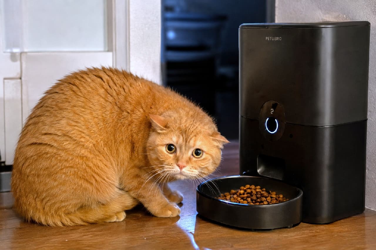 「ご飯は嬉しいけど、この黒い機械コワイニャ…😿 最新鋭の強者にへっぴり腰な姿にキュン💘」Ultra-realistic high-quality photograph of an orange tabby cat crouching low with flattened ears, looking terrified and submissive in front of a tall, black automatic pet feeder dispensing kibble on a wooden floor in dim lighting. 薄暗い室内のフローリングで、黒くそびえ立つ自動給餌器からご飯が出た瞬間に驚き、耳を完全に後ろへ伏せて身を低くする茶トラ猫（スコティッシュフォールド風）。見開いた大きな丸い目と、未知の機械にへっぴり腰で服従する姿が精細に描かれています