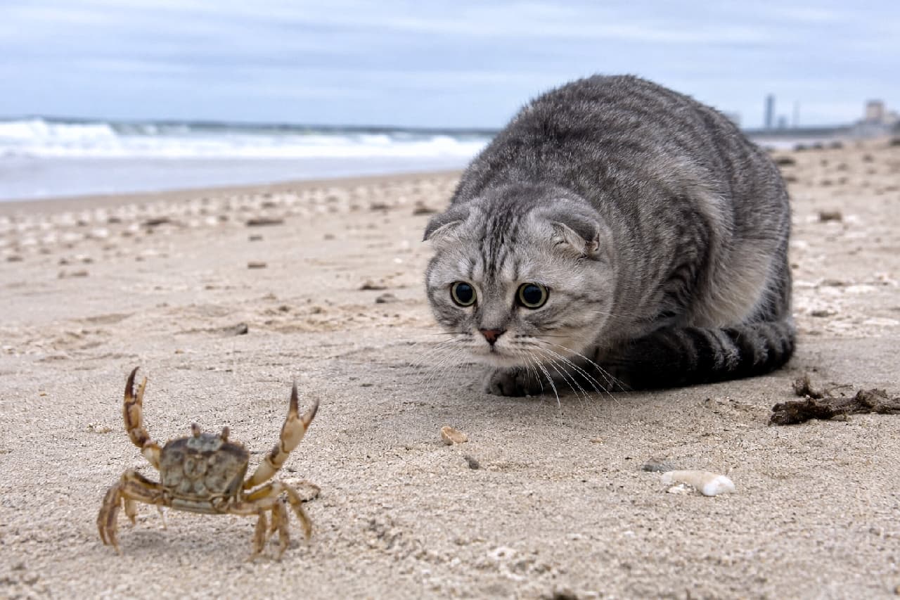 「小さなカニさんの気迫に完全敗北🦀🏳️ 未知の生き物との遭遇に、思わず身を低くして降参しちゃう姿がたまりません🌊🐈 #スコティッシュフォールド #海辺の猫」Ultra-realistic high-quality photograph of a silver tabby Scottish Fold cat crouching flat on a sandy beach, staring with wide-eyed surprise and submission at a small crab raising its claws defensively. 波打ち際の砂浜で、両ハサミを高く振り上げて威嚇する小さなカニに対し、大きな目を丸くして完全に伏せの姿勢で降参するサバトラ模様のスコティッシュフォールドの超高画質写真。未知の生き物に対する驚きと服従がユーモラスに描かれています