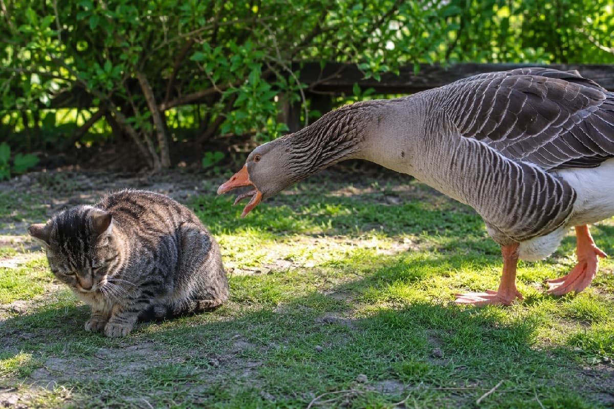 「大きなガチョウ先輩には敵いません🦢💦 視線を外して小さく丸まるキジトラちゃんの賢明なスルー力に感心！👏✨ #キジトラ #異種間コミュニケーション」Ultra-realistic high-quality photograph of a brown tabby cat crouching submissively on green grass, averting its gaze from a large, hissing goose that towers over it. The scene captures the clear power dynamic in natural sunlight. 陽の当たる緑豊かな庭の芝生で、大きく口を開けて威嚇する巨大なガチョウを前に、完全に負けを認めて小さくうずくまるキジトラ猫の超高画質写真。猫は耳を伏せてスッと視線を外し、圧倒的な力関係が克明に描写されています