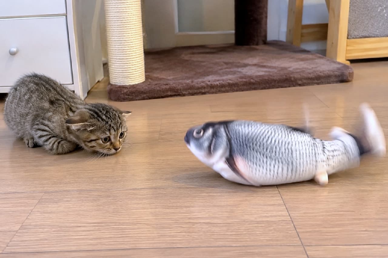 「お魚さん、そんなに暴れないでニャ…！🐟💦 動くおもちゃに圧倒されちゃうへっぴり腰がたまらない😍」Ultra-realistic high-quality photograph of a small brown tabby kitten crouching low in a submissive, fearful posture on a wooden floor, facing a realistically flopping fish toy with motion blur. The kitten's wide eyes and flattened ears show adorable hesitation. 明るいフローリングの部屋で、ビチビチと跳ね回るリアルな魚のおもちゃ（動的ブレあり）に対し、恐怖と警戒から体を極限まで低くし、耳を横に伏せて降参ポーズをとるキジトラの子猫。まん丸の目とへっぴり腰の愛らしさが際立っています