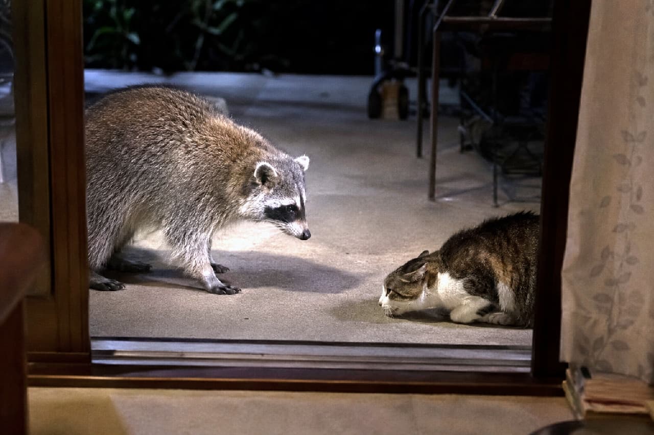「夜の珍客には逆らえないニャ…🌃 アライグマさんの迫力に負けて、そっと場所を譲るキジトラ白ちゃんのお利口な判断🐾」Ultra-realistic high-quality photograph of a tabby and white cat crouching low in total submission to a large, imposing raccoon on a dark patio at night. The tense nighttime atmosphere and the realistic textures of their fur are highly detailed. 夜の暗闇が広がる窓辺で、のっしのっしと歩み寄ってきた大柄なアライグマに対し、完全に戦意を喪失して低い姿勢で服従するキジトラ白猫。夜間特有の張り詰めた空気と、野生動物の迫力がリアルな質感で表現