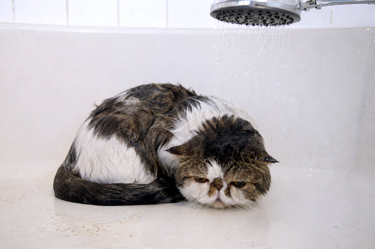 「お風呂タイムは完全降参にゃ…🛁 濡れて別猫みたいになっちゃった姿も愛おしいですよね🥺✨ #エキゾチックショートヘア #猫のいる生活」Ultra-realistic high-quality photograph of a wet Exotic Shorthair cat huddled submissively in a white bathtub under a running showerhead, looking sad and defeated with thoroughly soaked fur and expressive eyes. 白いバスタブの中で全身が濡れそぼり、小さく丸まっているエキゾチックショートヘア。特徴的な低い鼻と大きな瞳がしょんぼりとした表情を強調しています。上から降り注ぐシャワーの水滴の透明感と、濡れた被毛の束感がリアル