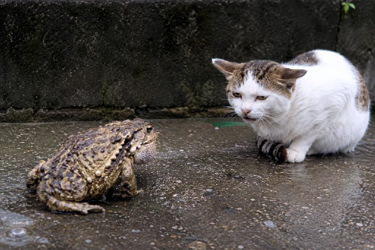 「な、なんだこの生き物は…ニャンとも不気味で降参ニャ🙀 雨の日の思わぬエンカウントにタジタジな姿が愛おしい💕」Ultra-realistic high-quality photograph of a white and tabby cat crouching on wet, dark asphalt with its ears pinned back in fear and submission, facing a large, warty toad. The wet reflections and interspecies tension are captured perfectly. 雨で濡れた質感の暗いアスファルトの上で、イボイボのある巨大なヒキガエルと対峙し、恐怖と警戒から耳をペタンと伏せて体を丸めるキジ白猫。濡れた路面の反射と、異種間の奇妙な緊張感がリアルに切り取られています