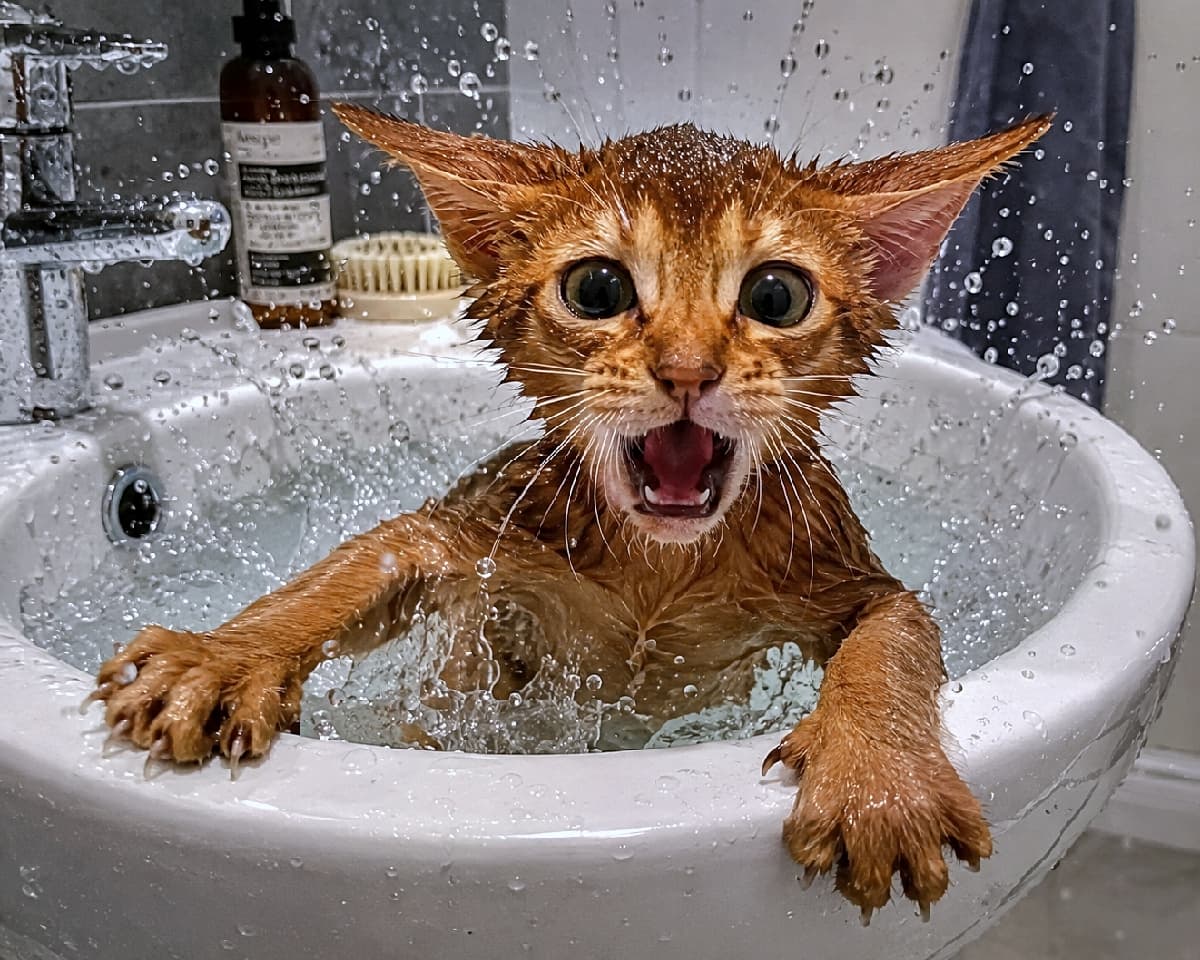 「「ちょっと！お湯加減どうなってるの〜！？😹💦」大パニックなバスタイム #猫のいる暮らし #お風呂嫌い」Ultra-realistic high-quality photograph of a ruddy Abyssinian kitten frantically splashing water in a bathroom sink, with wide eyes and an open mouth. The dynamic water droplets and background amenities create a vivid, everyday scene. 洗面台に張られた水の中で激しく水しぶきを上げる、レッドカラーのアビシニアン風の子猫。まん丸に目を見開き、口を大きく開けて驚いたような必死な表情を浮かべています。飛び散る水滴のリアルな質感と、背後のアメニティボトルが日常のリアルな情景を演出しています