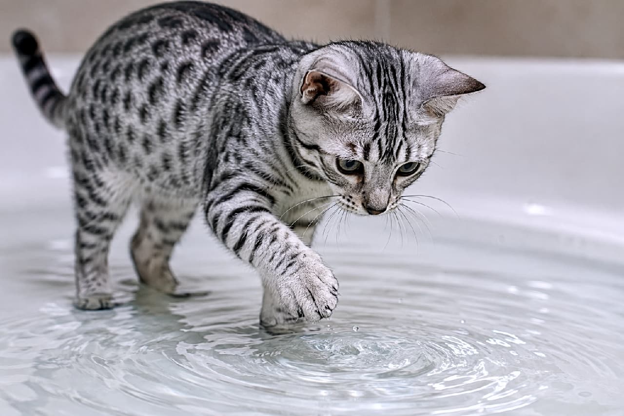 「ちょんっ🐾 水の波紋に興味津々なハンターの眼差し✨ 今日はお風呂じゃなくて水遊びかな？💧 #エジプシャンマウ #水遊び猫」Ultra-realistic high-quality photograph of an elegant Egyptian Mau kitten standing in shallow water inside a bathtub, gently tapping the surface with its paw to create perfect concentric ripples. The spotted tabby coat is vividly detailed. 白いバスタブの浅い水の中に立ち、片方の前足で水面をちょんと触って美しい同心円状の波紋を作っているエレガントなエジプシャンマウの子猫。ヒョウ柄の美しいスポッテッドタビーの被毛がクリアに描写され、水面を見つめる真剣な眼差しが好奇心を感じさせます