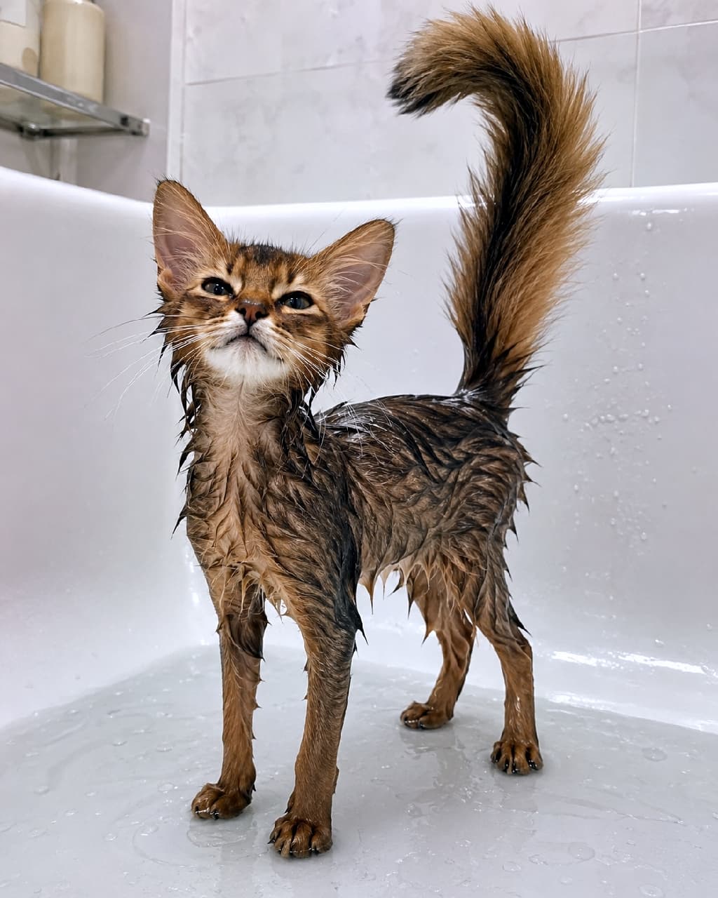 「水も滴るいいニャンコ🐈💦濡れて際立つスレンダーな美しさと、自信たっぷりの視線がたまらない！✨ #美猫 #お風呂嫌いじゃないよ」Ultra-realistic high-quality photograph of an elegant wet Somali kitten standing in a few inches of water inside a white bathtub. The kitten's russet fur is wet and clinging to its body, contrasting with its upright, fluffy tail. Clean white background tiles and soft lighting emphasize the sleek silhouette and the texture of the wet fur. バスタブの浅瀬に凛と立つ、濡れたソマリ子猫の全身ショット。水で束になった赤茶色の被毛と、ピンと空高く掲げられたふさふさの尻尾が、猫特有の優雅さと野生味を感じさせます。白いタイル張りの背景と柔らかな照明が、スレンダーなシルエットと濡れた毛並みの艶やかな質感を美しく浮かび上がらせています。