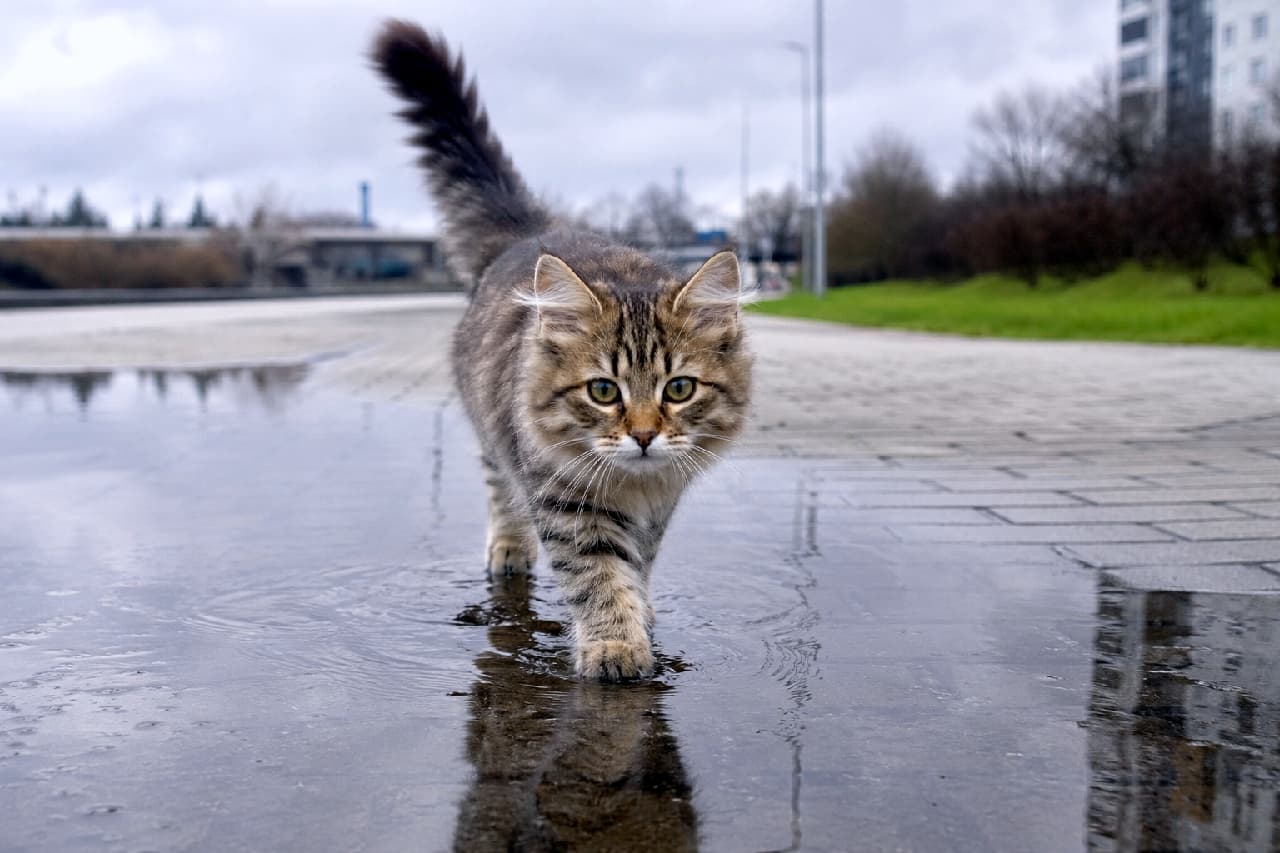 「雨上がりのお散歩はワクワクがいっぱい☔️ 水たまりに映る自分の姿に見惚れちゃうサイベリアンちゃんです🐾✨ #猫の散歩 #サイベリアン #子猫 #水たまり #リフレクション」Ultra-realistic high-quality photograph of a fluffy brown tabby Siberian kitten walking confidently through a shallow puddle on a paved path, with its majestic tail held high and a perfect reflection mirrored in the water under a cloudy, atmospheric sky. 雨上がりの石畳にできた水たまりの中を、ピンと立てたふさふさの尻尾を揺らしながら歩くブラウンタビーのサイベリアンの子猫。水面に映る見事なリフレクションと、好奇心に満ちたアーモンド型の瞳が、しっとりとした曇り空の空気感の中で見事に描写されている
