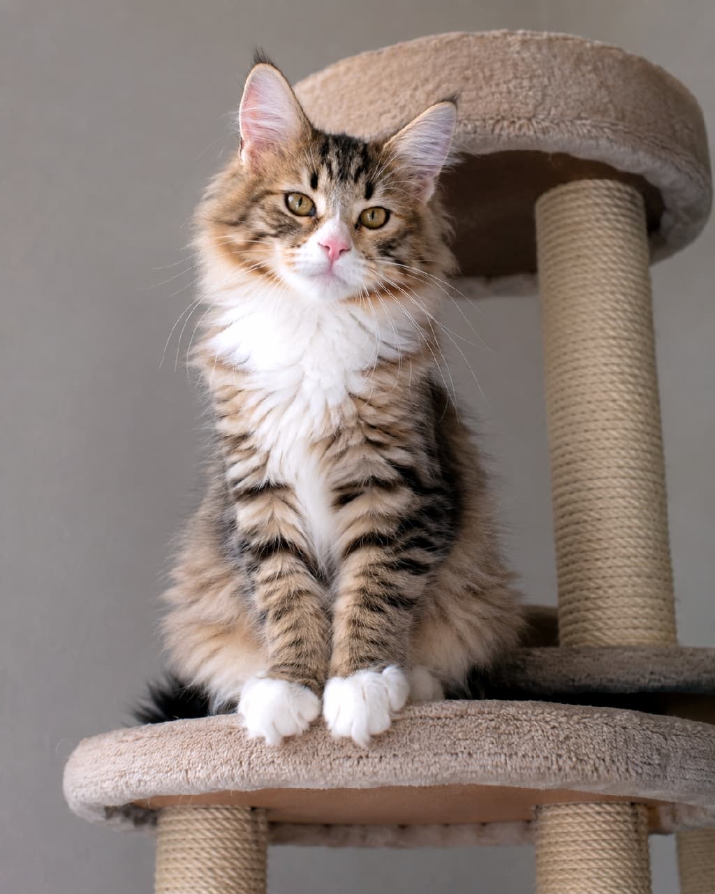 「キャットツリーの特等席からこんにちは王様👑 気品あふれるふさふさの胸毛に顔を埋めたい…！💖 #猫好きさんと繋がりたい #サイベリアン #猫のいる暮らし #子猫のいる生活」Ultra-realistic high-quality photograph of a majestic brown tabby and white Siberian young cat sitting on the top tier of a beige cat tree, showing off its dense white chest fur and golden eyes against a neutral grey background. ベージュのキャットツリーの最上段に凛と座り、大きな黄金色の瞳でカメラを真っ直ぐに見つめるブラウンタビー＆ホワイトのサイベリアンの若猫。豊かな白い胸毛（フリル）と飾り毛が美しく、気品と成長を感じさせる落ち着いたグレー背景のポートレート