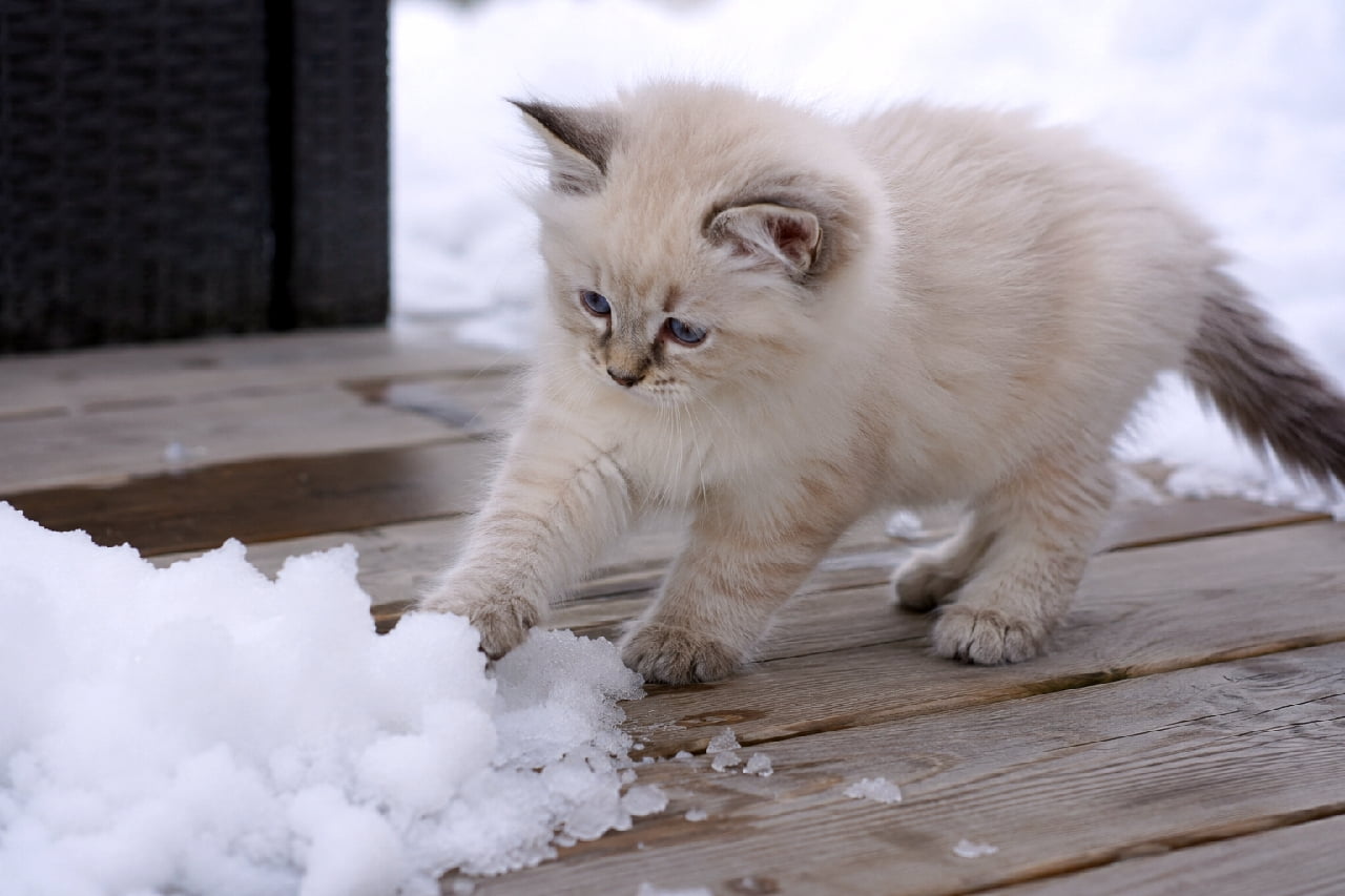 「初めて触る雪の冷たさにドキドキ❄️ 青い瞳のネヴァマスカレードちゃん、冬の大冒険がスタートです✨ #美猫 #雪景色 #猫のいる暮らし #子猫のいる生活」Ultra-realistic high-quality photograph of a Neva Masquerade Siberian kitten with striking blue eyes gently touching fresh white snow on a wooden deck, capturing a serene and cold winter atmosphere. 冬のウッドデッキの上で、積もった白い雪にそっと左の前足を伸ばすネヴァマスカレード（サイベリアン）の美しい子猫。気品あるポイントカラーの長い被毛と、神秘的なサファイアブルーの瞳が特徴で、冷たくも静謐で美しい冬の空気感が描写されている