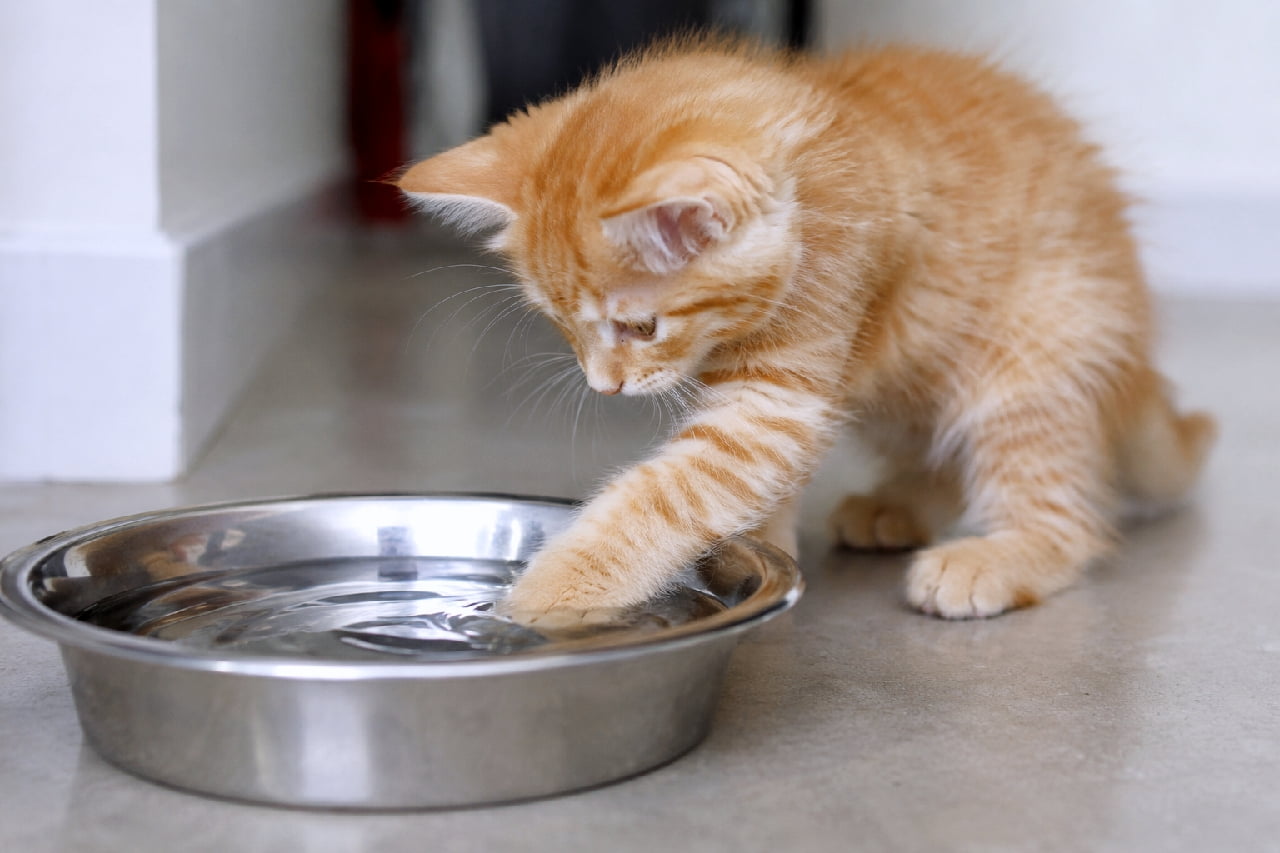 「お水の中に何があるのかな？🐾 不思議そうに波紋を見つめる茶トラちゃんにキュンが止まらない！✨ #猫のいる暮らし #子猫のいる生活」Ultra-realistic high-quality photograph of a 2-month-old orange tabby kitten dipping its front paw into a stainless steel water bowl and staring intently at the ripples on the water surface, captured with a shallow depth of field in a clean indoor setting. 白い壁を背景にした明るい室内で、ステンレス製のボウルに入った水に右の前足をそっと浸し、広がる波紋をじっと見つめる生後2ヶ月の茶トラの子猫。細かな縞模様と明るいオレンジ色の被毛が美しく、浅い被写界深度で子猫の瑞々しい表情と行動が強調されたリアルなポートレート