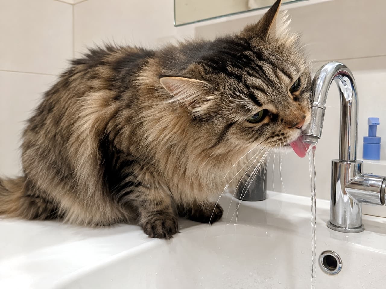 「蛇口から直接お水飲む派の猫ちゃん集合〜！🐾 必死なお顔とピンクの舌がたまらないですよね🥺💧 #サイベリアン #猫のいる暮らし #お水ゴクゴク」Ultra-realistic high-quality photograph of a fluffy brown tabby Siberian cat drinking water directly from a silver sink faucet with its pink tongue, bright and clean lighting highlighting the water drops and rich fur texture against a white basin. 蛇口から流れる細い水を小さなピンクの舌で一生懸命に飲む、豊かな被毛を持つブラウンタビーのサイベリアン。清潔感のある白い洗面台と明るい光が、猫の真剣な表情と水しぶきのディテール、そして美しい毛並みを鮮明に照らし出しています