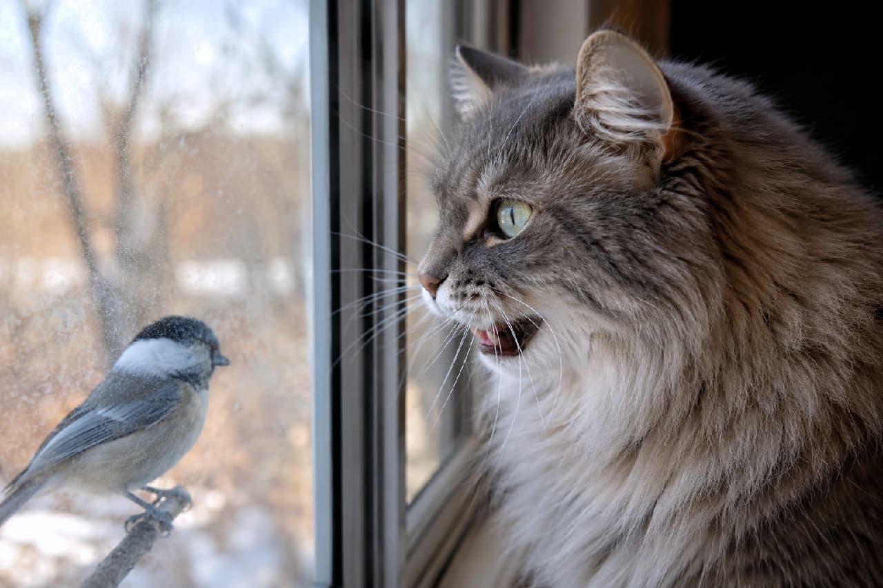 「窓の外の小鳥さんにクギ付け！🐦「あそこに何かいるニャ…！」ってカカカッと鳴いちゃいそうな真剣なお顔が最高🐾」An ultra-realistic high-quality photograph focusing on the profile of a Siberian cat staring intently at a small bird perched just outside the window glass. The cat's mouth is slightly open in excitement, showcasing its light green eyes and lush fur texture. 窓の外に止まった小さな鳥を、口を少し開けて熱心に見つめるサイベリアン。グレーとブラウンが混ざった豊かな被毛の横顔がアップで捉えられており、薄緑色の瞳とピンと張ったヒゲがリアルな表情を伝えています