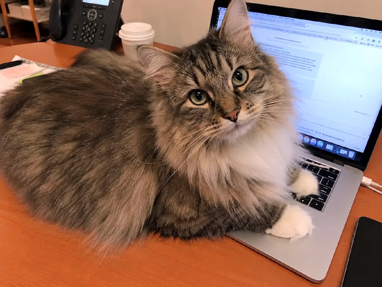 「「お仕事、もうおしまい！」💻🐾 テレワーク中の最強の刺客が現れました😍 こんな目で見つめられたら残業できません！ #サイベリアン #テレワーク猫 #猫の手も借りたい」Ultra-realistic high-quality photograph of a fluffy brown tabby and white bicolor Siberian cat with striking green eyes lying directly on a laptop keyboard on a wooden office desk, looking directly at the camera, office supplies in the background. オフィスの木製デスクに置かれたノートPCのキーボード上に堂々と香箱座りをする、胸元と足先が白いハチワレ模様（バイカラー）のブラウンタビーのサイベリアン。透き通るようなグリーンの瞳でカメラを見つめる愛らしい表情と、背景のコーヒーカップや電話機が、リアルなテレワークの情景を作り出しています