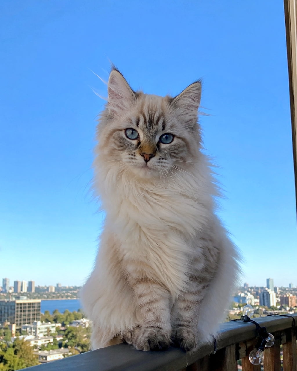 「青空に映える極上のモフモフ感💙バルコニーから都会を見下ろすブルーアイの美猫ちゃんに一目惚れ確定です✨🏙️」An ultra-realistic high-quality photograph of a Neva Masquerade Siberian cat with striking blue eyes, sitting gracefully on a balcony railing. The fluffy light-colored coat with points stands out against a clear blue sky and distant city skyline view. 青く澄み渡る空を背景に、バルコニーの手すりの上に座るサイベリアン（ネヴァマスカレード）。明るいクリームとグレーの被毛が風に揺れ、透き通るようなブルーの瞳が都会の景色を見つめています
