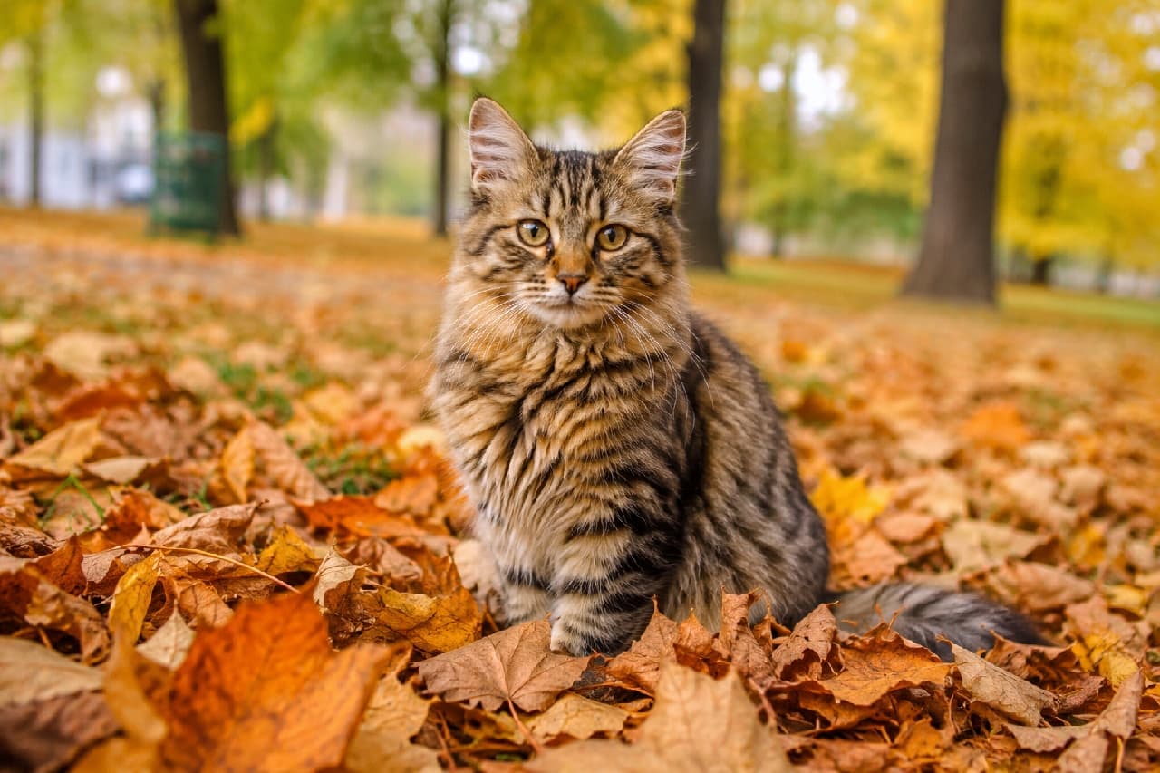 「落ち葉のベッドでちょっとひとやすみにゃ🐾 まっすぐ見つめる瞳にキュンとしちゃいますね🍁🐈 #サイベリアン #紅葉 #秋の風景」Ultra-realistic high-quality photograph of a fluffy brown tabby Siberian kitten sitting among fallen leaves in an autumn park, looking directly at the camera. Its clear hazel eyes and rich chest fur are highlighted by soft natural light, surrounded by vibrant autumn foliage. 鮮やかな紅葉が広がる秋の公園で、ふかふかの落ち葉の上に座り、こちらを真っ直ぐに見つめるブラウンタビーのサイベリアン子猫。透き通るようなヘーゼルカラーの瞳と、風にそよぐ豊かな胸毛が印象的で、自然光が全体を優しく包み込んでいます
