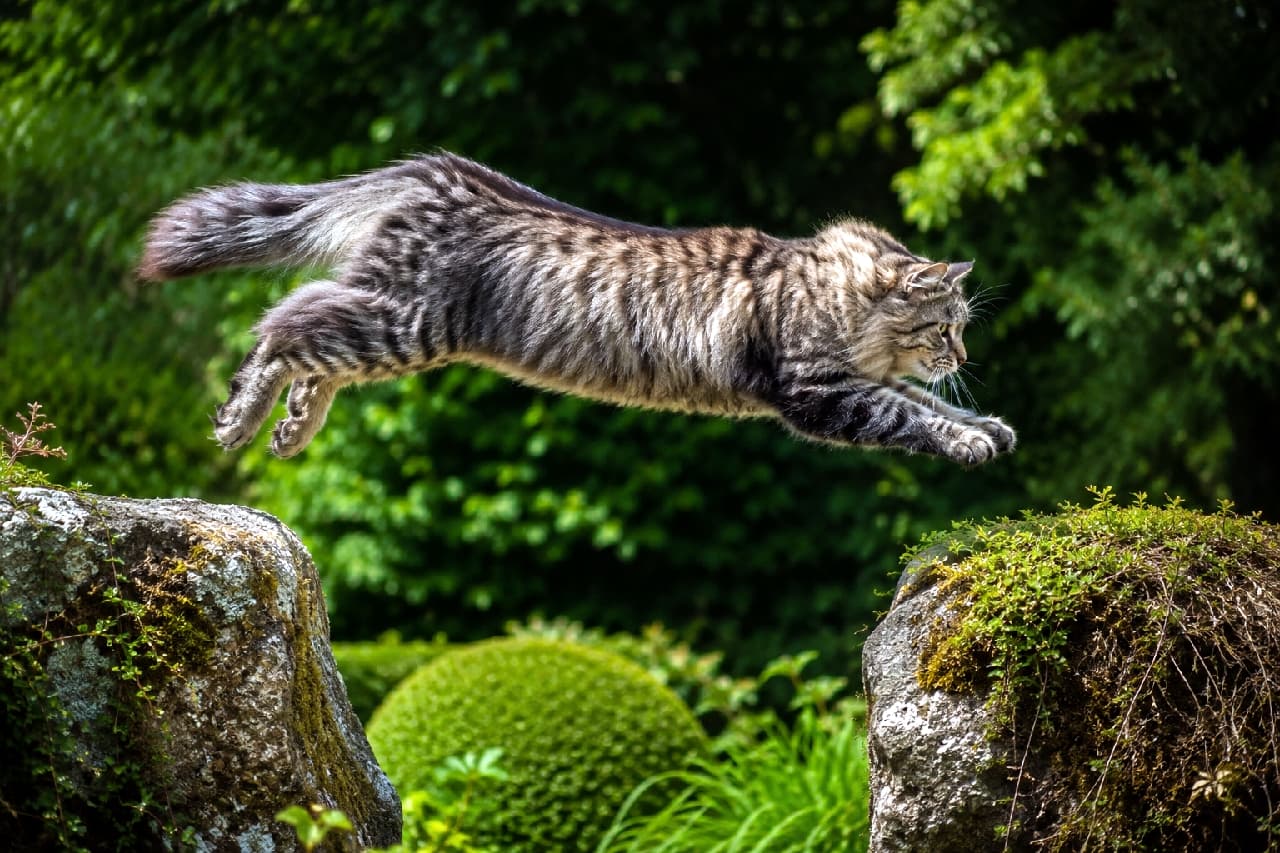 「とぉっ！🐈💨 躍動感たっぷりな大ジャンプ！モフモフな毛をなびかせて飛ぶ姿がかっこいい🌲✨ #サイベリアン #猫のジャンプ」Ultra-realistic high-quality photograph of a majestic Siberian cat mid-air, leaping powerfully between two moss-covered rocks in a lush green environment. The dynamic pose, flowing fluffy coat, and vibrant green background create a breathtaking action shot. 新緑の美しい森の中で、苔むした二つの岩の間を力強く跳躍しているブラウン系のサイベリアン。空中に浮かんだまま前足をぐっと伸ばす躍動感あふれる瞬間を捉えており、風になびくふさふさの被毛と背景の深い緑のコントラストが見事
