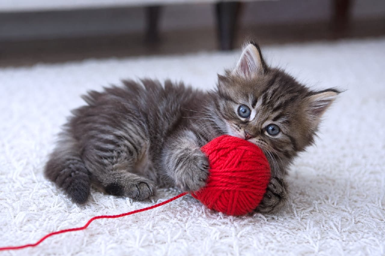 「定番だけどやっぱり最強の組み合わせ🧶 赤い毛糸玉を抱え込むもふもふちゃん、ずっと見ていられる可愛さです😍 #毛糸と猫 #じゃれ猫 #サイベリアン#猫好きさんと繋がりたい #猫のいる暮らし #子猫のいる生活」Ultra-realistic high-quality photograph of an adorable brown tabby Siberian kitten with big blue eyes lying on a fluffy white rug, playfully holding and biting a bright red ball of yarn. 真っ白で柔らかなシャギーラグの上に寝転がり、鮮やかな赤い毛糸のボールを前脚でしっかり抱え込むブラウンタビーのサイベリアンの子猫。深いブルーの瞳とふさふさの被毛が、赤と白のコントラストの中で際立ち、遊び心あふれる無邪気な表情が魅力的な一枚