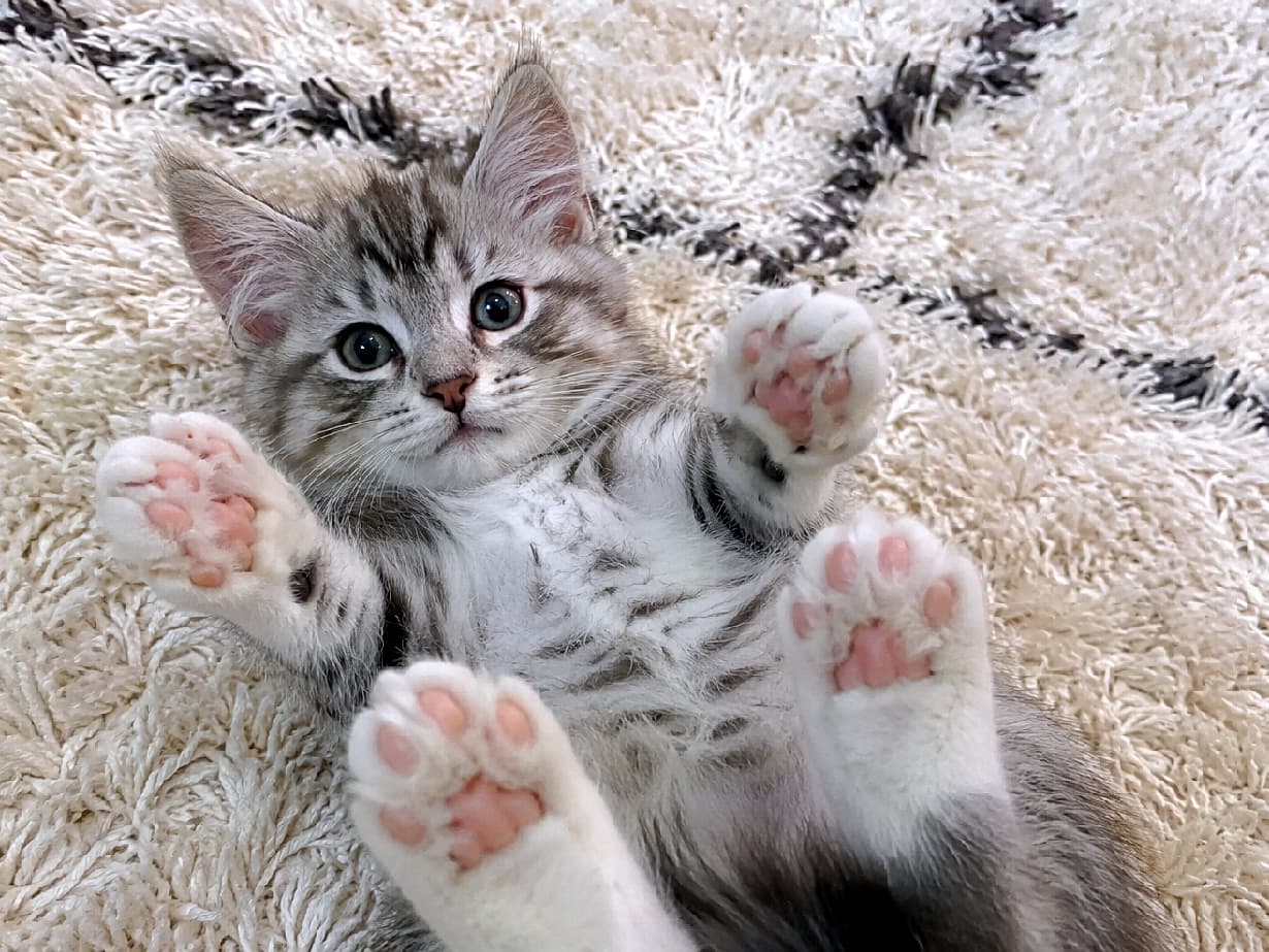 「どどん！と満開のピンクの肉球！🐾 この「へそ天」ポーズ、可愛すぎて反則だと思いませんか？😍 #肉球 #サイベリアン #猫のいる暮らし #子猫のいる生活」Ultra-realistic high-quality photograph of a fluffy silver tabby Siberian kitten lying on its back on a shaggy rug, showing its soft pink paw pads to the camera with a curious, wide-eyed expression under bright, soft light. 白と黒の幾何学模様が入った生成り色のシャギーラグの上で、仰向け（へそ天ポーズ）になってカメラを真っ直ぐ見つめるシルバータビーのサイベリアンの子猫。ふわふわとした濃密な長毛の被毛と、大きく広げられた肉球のピンク色が、柔らかな光の中で鮮明に捉えられている