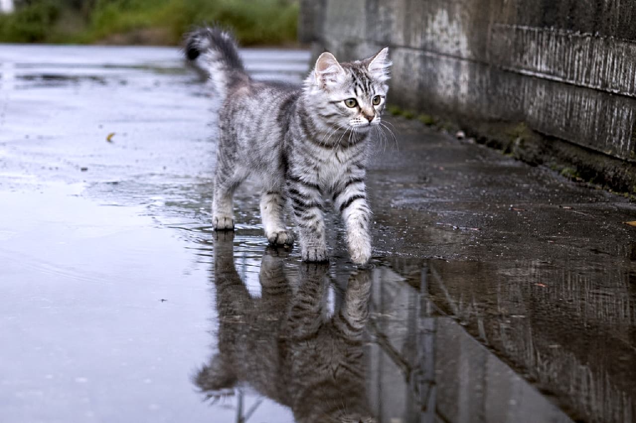 「水たまりの中にもう一人の自分がいるにゃ？🐈💧 足元の反射がとっても幻想的なお散歩風景✨ #サイベリアン #お散歩猫」Ultra-realistic high-quality photograph of an adorable silver tabby Siberian kitten walking through a puddle on wet asphalt. The kitten's clear reflection in the water and the moody gray tones beautifully emphasize its detailed coat pattern. 雨上がりの濡れたアスファルトを歩く、あどけない表情のシルバータビーのサイベリアン子猫。大きな水たまりに踏み入れた前足と、水面に鏡のように鮮明に映り込む子猫の姿が神秘的で、しっとりとしたグレートーンが被毛の模様を美しく際立たせています
