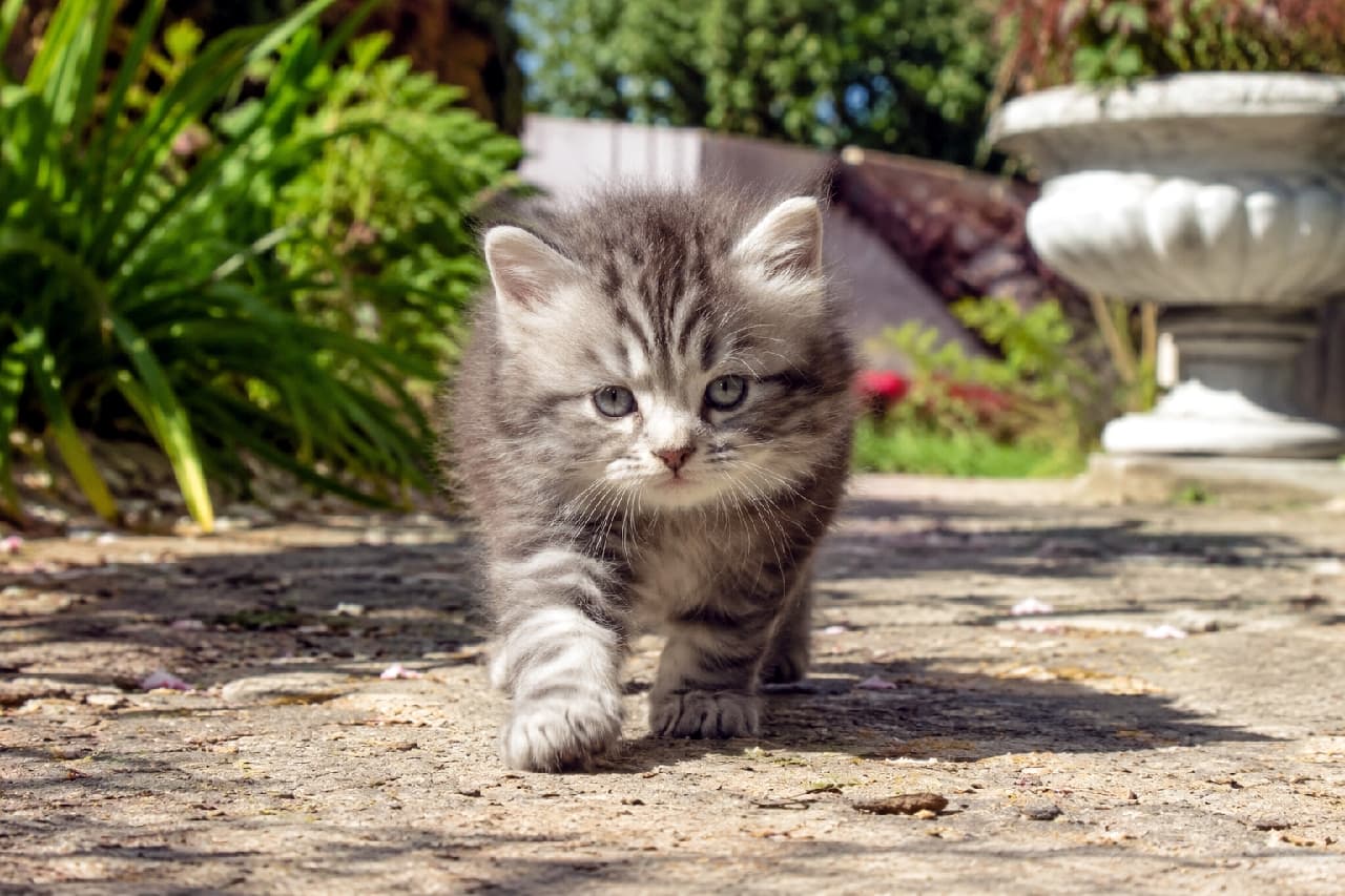 「お日様ポカポカ、お庭を探検中🌿 キラキラの瞳で前を向くシルバータビーちゃんの冒険心にエールを！🐾☀️ #外遊び #サイベリアン#猫好きさんと繋がりたい #猫のいる暮らし #子猫のいる生活」Ultra-realistic high-quality photograph of a fluffy silver tabby Siberian kitten walking forward on a rustic stone path in a sunlit garden, framed by vibrant green foliage and a classic white planter in the softly blurred background. まばゆい陽光が降り注ぐ初夏の庭で、ゴツゴツとした石畳の小道を力強く歩くシルバータビーのサイベリアンの子猫。背景の鮮やかな緑の植物と白いアンティーク調のプランターが美しくボケており、屋外ならではの爽やかな空気と子猫の好奇心が伝わるクローズアップ