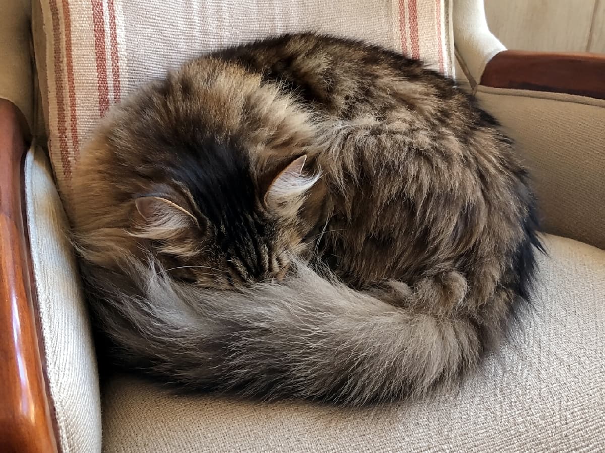 「芸術的なまでのニャンモナイトを発見！🥐💤 尻尾でお顔を隠すポーズ、反則級の可愛さですよね🥺 #サイベリアン #猫の昼寝 #ニャンモナイト」Ultra-realistic high-quality photograph of a fluffy brown tabby Siberian cat sleeping tightly curled up in an ammonite pose on a striped armchair, its face completely hidden by a thick bushy tail, soft natural afternoon lighting. ベージュに赤いストライプが入ったアームチェアの上で、見事な円形に丸まって眠るブラウンタビーのサイベリアン。自慢のふさふさでゴージャスな尻尾で顔をすっぽりと隠しており、柔らかな自然光が被毛の艶と暖かな昼下がりの質感を強調しています
