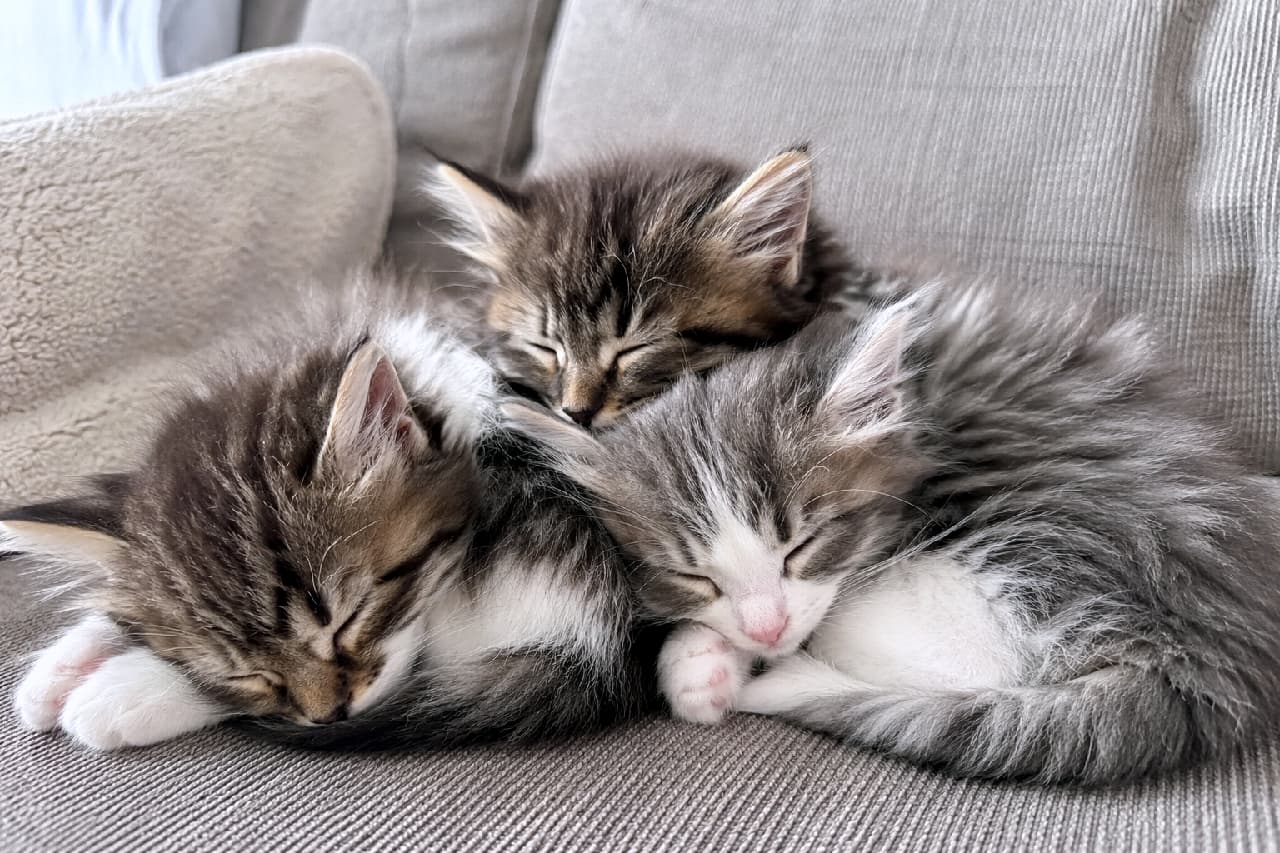 「幸せが3倍！これぞ究極の癒やし「猫団子」🍡 ぎゅっと寄り添う三つ子ちゃんに日々の疲れも吹き飛びます✨ #猫団子 #多頭飼いの幸せ #サイベリアン #猫のいる暮らし #子猫のいる生活」Ultra-realistic high-quality photograph of three fluffy Siberian kittens snuggling and sleeping together tightly on a gray textured sofa, creating a heartwarming and dense pile of soft fur. グレーのコーデュロイ風ソファの上で、お互いに体をぎゅっと寄せ合って幸せそうに眠る3匹のサイベリアンの子猫たち。ブラウンタビーの2匹と、ホワイトが混ざったグレータビーの1匹が密集し、長毛種ならではの圧倒的なボリューム感とぬくもりが伝わる癒やしの構図