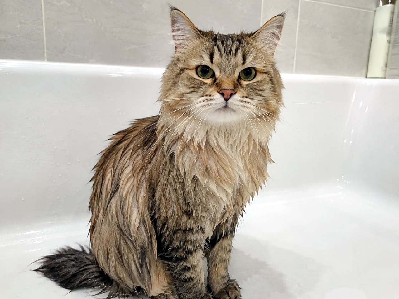 「シャンプー完了！えらいでしょ？✨ 濡れてスリムになったフォルムも愛おしいお風呂タイム🛁🐈 #サイベリアン #シャンプー #猫のお風呂」Ultra-realistic high-quality photograph of a wet brown tabby Siberian cat sitting in a white bathtub after a bath. The soaking wet fur reveals the cat's slender body, and its large, round eyes looking patiently at the camera create a heartwarming and vulnerable moment. 清潔な白いバスタブの中で、お風呂上がりで被毛が束になって濡れているブラウンタビーのサイベリアン。モフモフ感が失われてスリムになった体つきと、じっとこちらを見つめる大きく丸い瞳が健気で、シャンプー後のホッとした空気感が漂っています