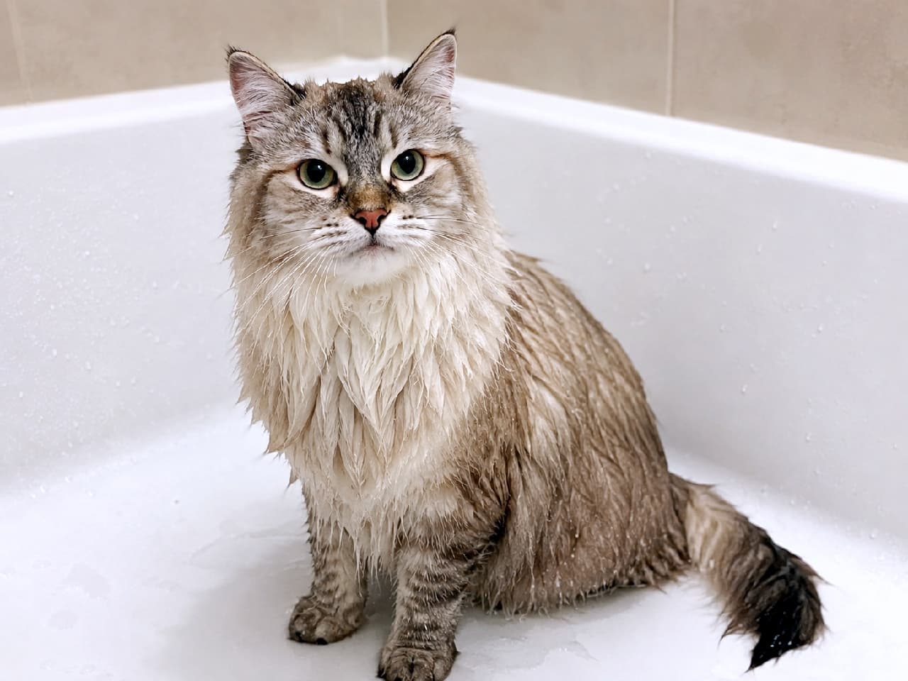 「お風呂がんばったにゃ…🛁 濡れてほっそりしちゃった姿と、ちょっと不満げなお顔がたまらなく可愛い🥺💕 #サイベリアン #猫のお風呂」Ultra-realistic high-quality photograph of a wet silver Siberian cat sitting in a clean white bathtub. Its usually fluffy coat is completely soaked and clinging to its body, while its slightly displeased expression and bright green eyes add a humorous and adorable touch. 白い清潔なバスタブの中にちょこんとお座りをする、シャンプーで全身が濡れたシルバー系のサイベリアン。普段の豊かな被毛がペタッと体に張り付き、少し不満げで上目遣いな表情と鮮やかなグリーンの瞳が、ユーモラスで愛らしい日常のワンシーン
