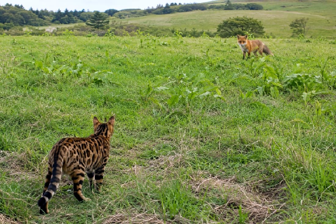 「あ、キツネさん発見！🦊👀 静かに見守りつつ、ちょっとドキドキ…大自然の中では毎日が新しい出会いの連続だニャ🌿✨ #ベンガル猫 #キタキツネ #北海道の自然」Ultra-realistic high-quality photograph of a Bengal cat with beautiful brown spotted tabby (rosette) patterns, seen from behind as it intensely watches a wild red fox standing in a vast, rolling green grassland. The image effectively captures a dramatic and tense encounter in nature, resembling the wilderness of Hokkaido. なだらかな緑の丘陵地帯が広がる草原で、少し離れた場所にいる野生のアカギツネ（キタキツネ）をじっと見つめるベンガル猫の後ろ姿。野生のヒョウを思わせる美しいブラウンスポッテドタビー（ロゼット模様）のしなやかな筋肉を持つ背中から、静かな緊張感が伝わってくる。北海道らしいドラマチックな瞬間を捉えたリアルな高画質写真
