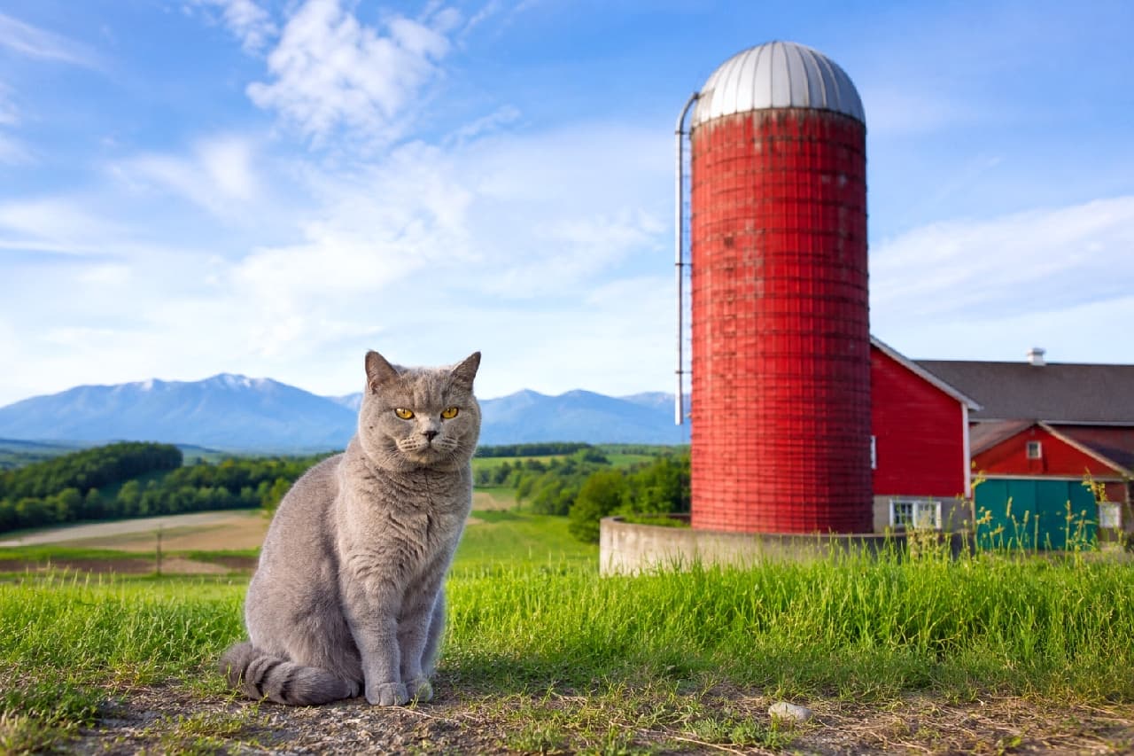 「赤いサイロと青空、そしてもっちりボディのブリティッシュちゃん🐮❤️のどかなファームの風景に癒され度100%✨」Ultra-realistic high-quality photograph of a stocky blue British Shorthair cat with bright copper eyes sitting on green grass, perfectly contrasting with a classic farm landscape featuring a prominent red silo and distant mountains in Hokkaido. 北海道らしい真っ赤なサイロと三角屋根の牛舎がある農場風景を背景に、緑の草地で堂々と座るブルーの被毛のブリティッシュショートヘア。ビロードのような短毛の質感と、丸い顔、特徴的なカッパー（銅色）の瞳が、のどかな風景の中で抜群の存在感を放つ