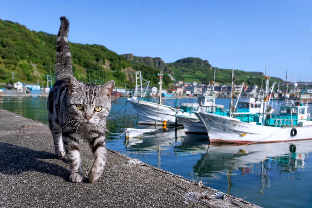 「北の港町で、今日も釣り人を観察だニャ⚓🐈 尾を立ててご機嫌にパトロール中！🐾⚓ #猫 #アメショ #港 #北海道」Ultra-realistic high-quality photograph of an adult American Shorthair cat with a raised tail, walking on a concrete dock in a Hokkaido fishing harbor. The cat is looking directly at the camera, captured at the exact moment its left hind leg is perfectly hidden behind its front leg, with blue and white fishing boats and green forested hills in the background. 北海道の港のコンクリートの波止場を歩き、カメラをじっと見つめるキジトラの猫。尾が直立しており、歩く際の前足にちょうど左後脚が隠れる絶妙なタイミングを捉えている。背景には青と白の塗装の漁船や釣り船が数隻停泊し、遠くに緑の丘陵が広がる、極めてリアルで高画質な写真
