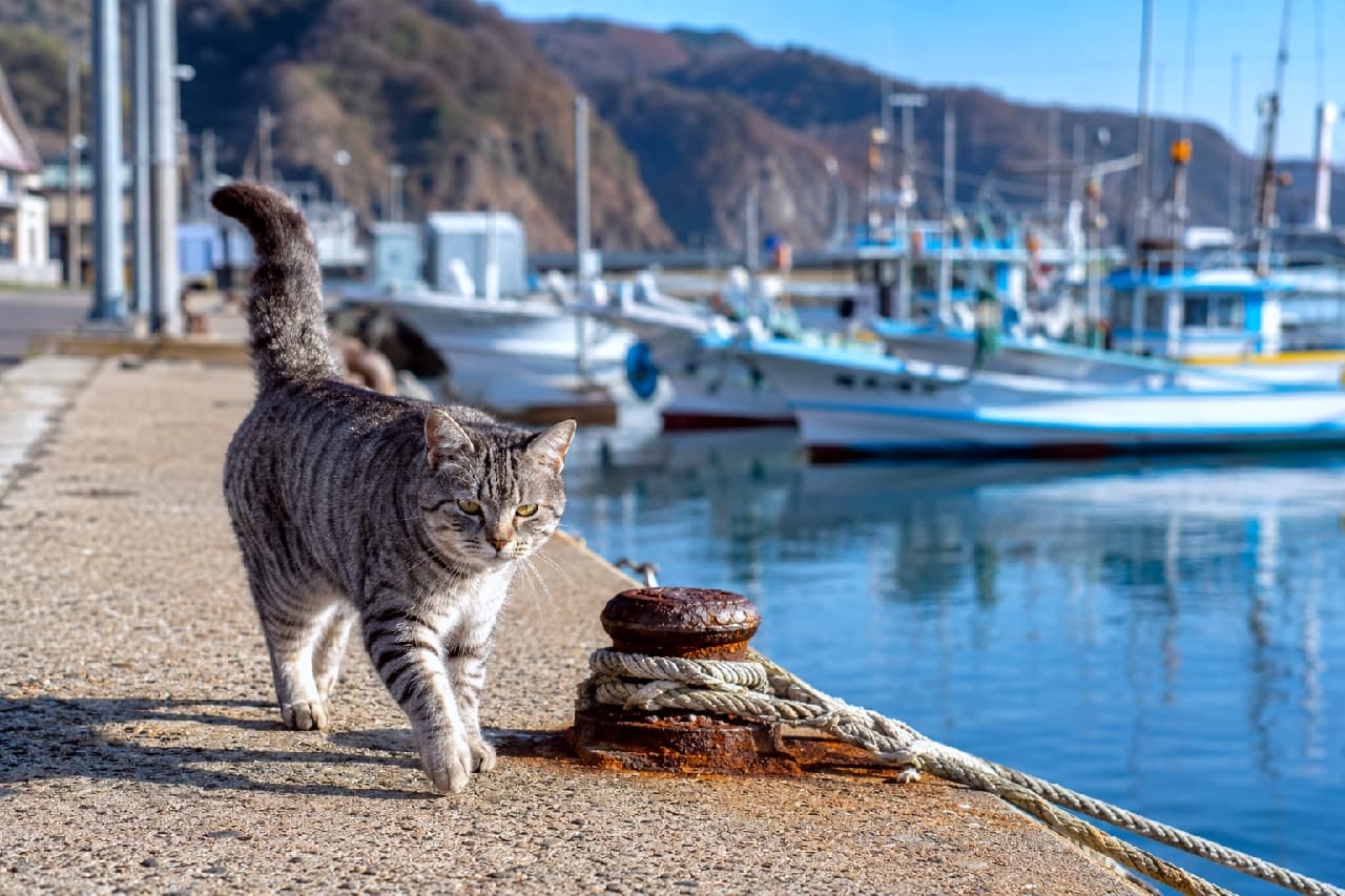 「北の港町は今日も大漁だニャ⚓🐈 波止場の見回りは任せて！🐾⚓ これから市場に挨拶に行くニャ🐟✨ #猫 #サバトラ #港 #北海道」Ultra-realistic high-quality photograph of a silver tabby cat with a raised tail, walking on a concrete dock in a Hokkaido fishing harbor. Several blue-painted fishing boats are moored in the background, set against green forested hills and a clear blue sky. 北海道の港のコンクリートの波止場を、カメラに向かって歩くシルバータビー（キジトラ）の猫。尾が直立しており、背景には青い塗装の漁船や釣り船が数隻停泊し、遠くに緑の丘陵が広がる、極めてリアルで高画質な写真