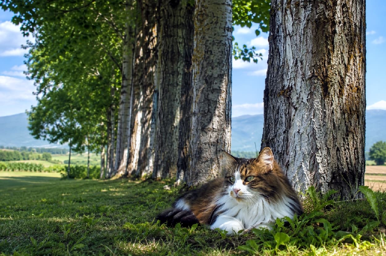 「木陰でちょっとひと休み🌳🍃風にそよぐ長毛がエレガントな三毛猫ちゃん🐈大自然のマイナスイオンをおすそ分け✨」Ultra-realistic high-quality photograph of a calico Norwegian Forest Cat with a fluffy white ruff resting gracefully on green grass in the dappled shade of a row of tall poplar trees in a vast Hokkaido landscape. 北海道らしい真っ直ぐなポプラ並木の根本、涼しげな木陰の芝生でくつろぐ三毛のノルウェージャンフォレストキャット。ふさふさの白い胸毛と美しい模様が木漏れ日に照らされ、穏やかな緑の瞳で遠くの風景を眺めている