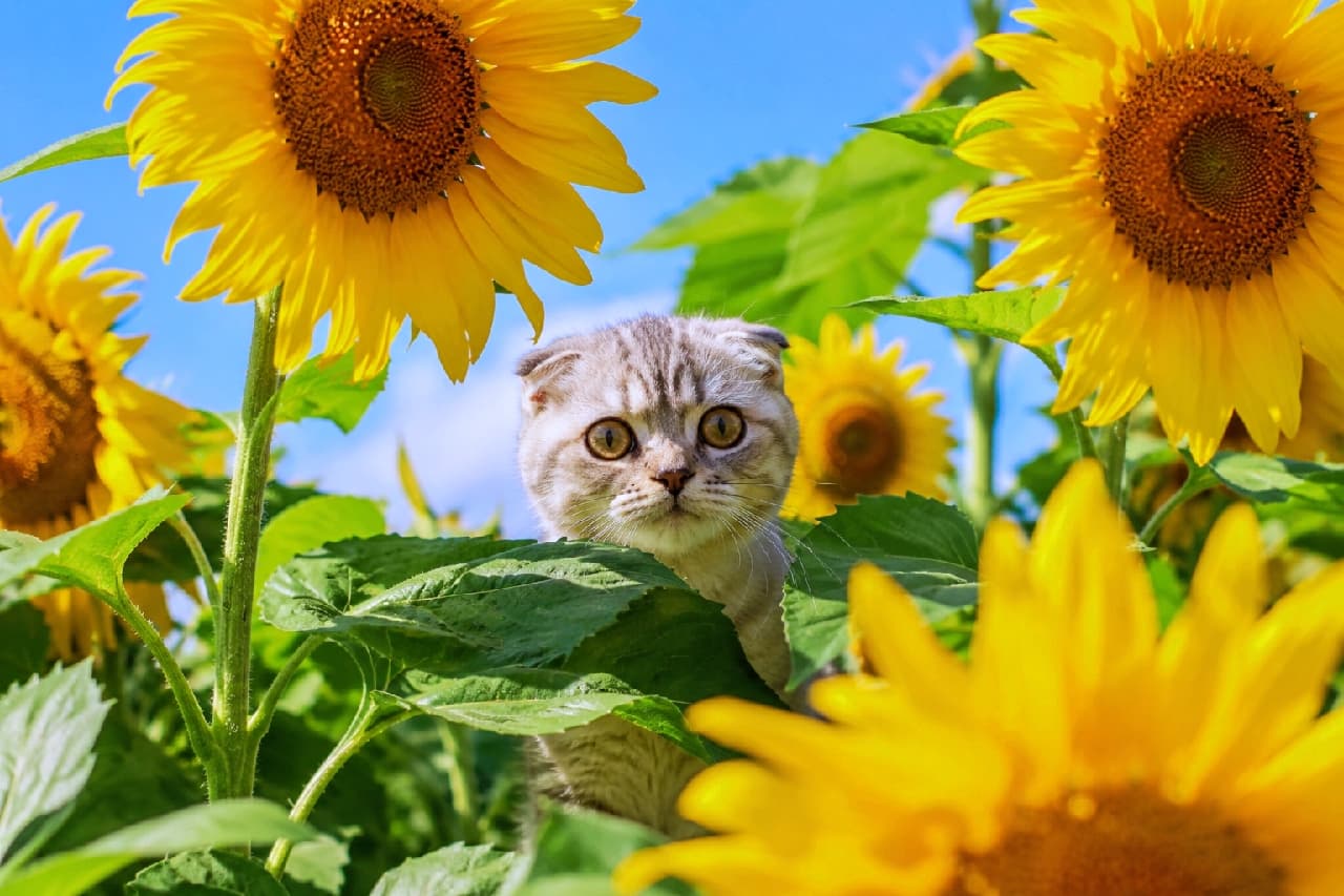 「ひまわり畑でかくれんぼ🌻🐾 「みーつけた！」って言いたくなるような、この真ん丸なお目々がたまらないでしょ？💖 #スコティッシュフォールド #ひまわり畑 #夏休み」Ultra-realistic high-quality photograph of an adorable Scottish Fold cat with folded ears and silver tabby fur, peeking out curiously from between large green leaves in a bright yellow sunflower field under a clear blue summer sky. Its large, round amber eyes are captivating and full of wonder. 抜けるような夏の青空の下、鮮やかな黄色の巨大なひまわり畑の中から、大きな葉の間にひょっこりと顔を出しているスコティッシュフォールド。特徴的な折れ耳と丸みのある顔、シルバータビーの被毛、そして真ん丸な琥珀色（アンバー）の瞳でこちらを不思議そうに見つめる姿が愛らしい、極めてリアルで高画質な写真