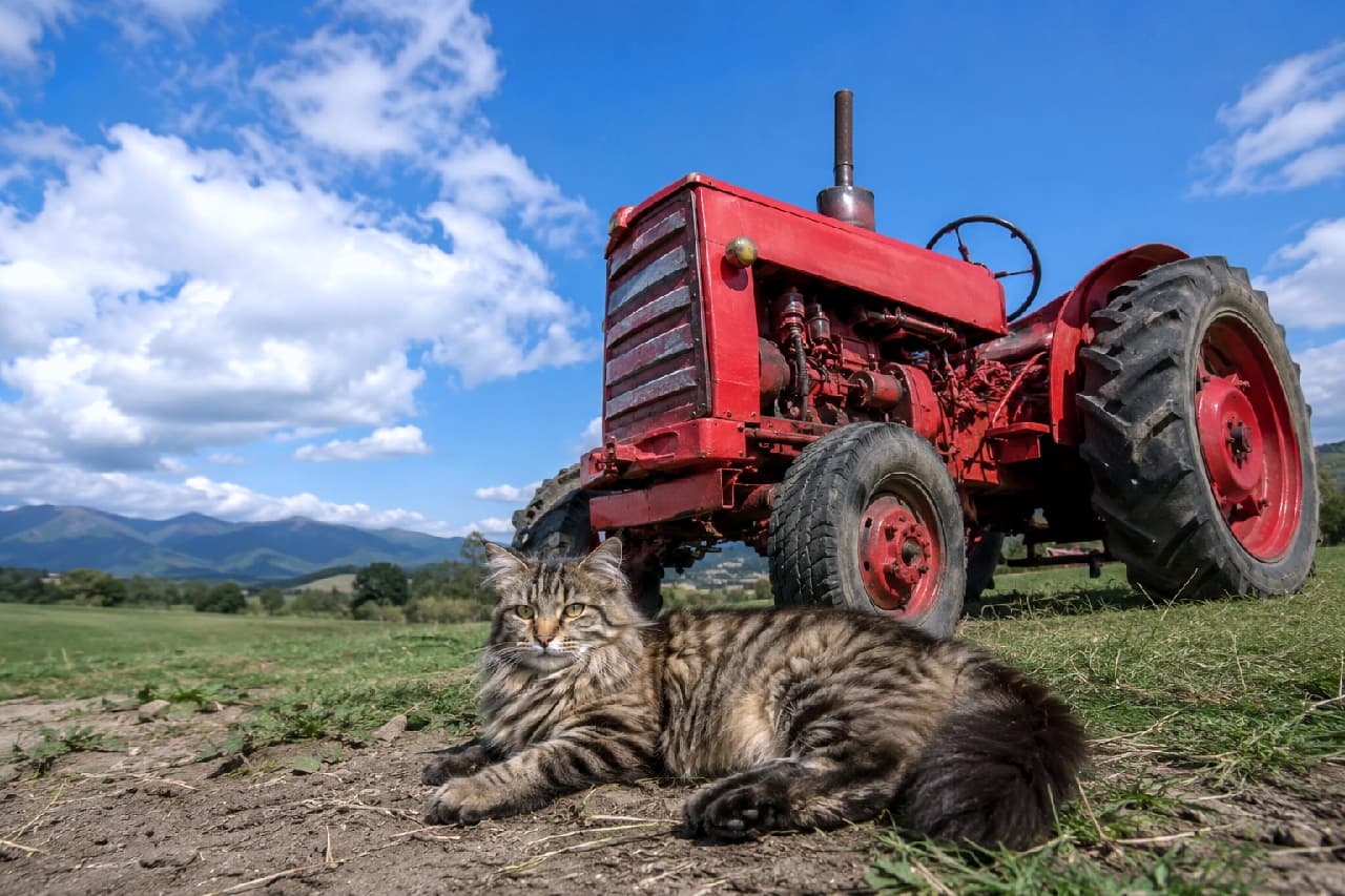 「真っ赤なトラクターと、もふもふのサイベリアンちゃん🚜🐾北海道の広大な空の下、のんびり大自然を満喫中にゃ〜☀️最高の癒し風景をお届け！🌿 #サイベリアン #北海道」Ultra-realistic high-quality photograph of a majestic brown tabby Siberian cat with a thick fluffy ruff and yellow-green eyes, resting comfortably on the dirt ground next to a classic red tractor in a sweeping green Hokkaido farm, set against a vast blue sky with fluffy white clouds, showcasing vibrant color contrast and natural bright lighting. 抜けるような青空と白い雲が広がる、北海道の雄大な農場風景。真っ赤なヴィンテージトラクターの足元のごつごつとした土の上に、立派な首周りの飾り毛（ラフ）を持つブラウンタビー（キジトラ）のサイベリアンがリラックスして伏せている。野性味あふれる長く豊かな被毛が太陽の光を浴びて立体的に輝き、透き通るようなイエローグリーンの瞳で静かにこちらを見つめる、生命力と色彩のコントラストに満ちた美しい情景