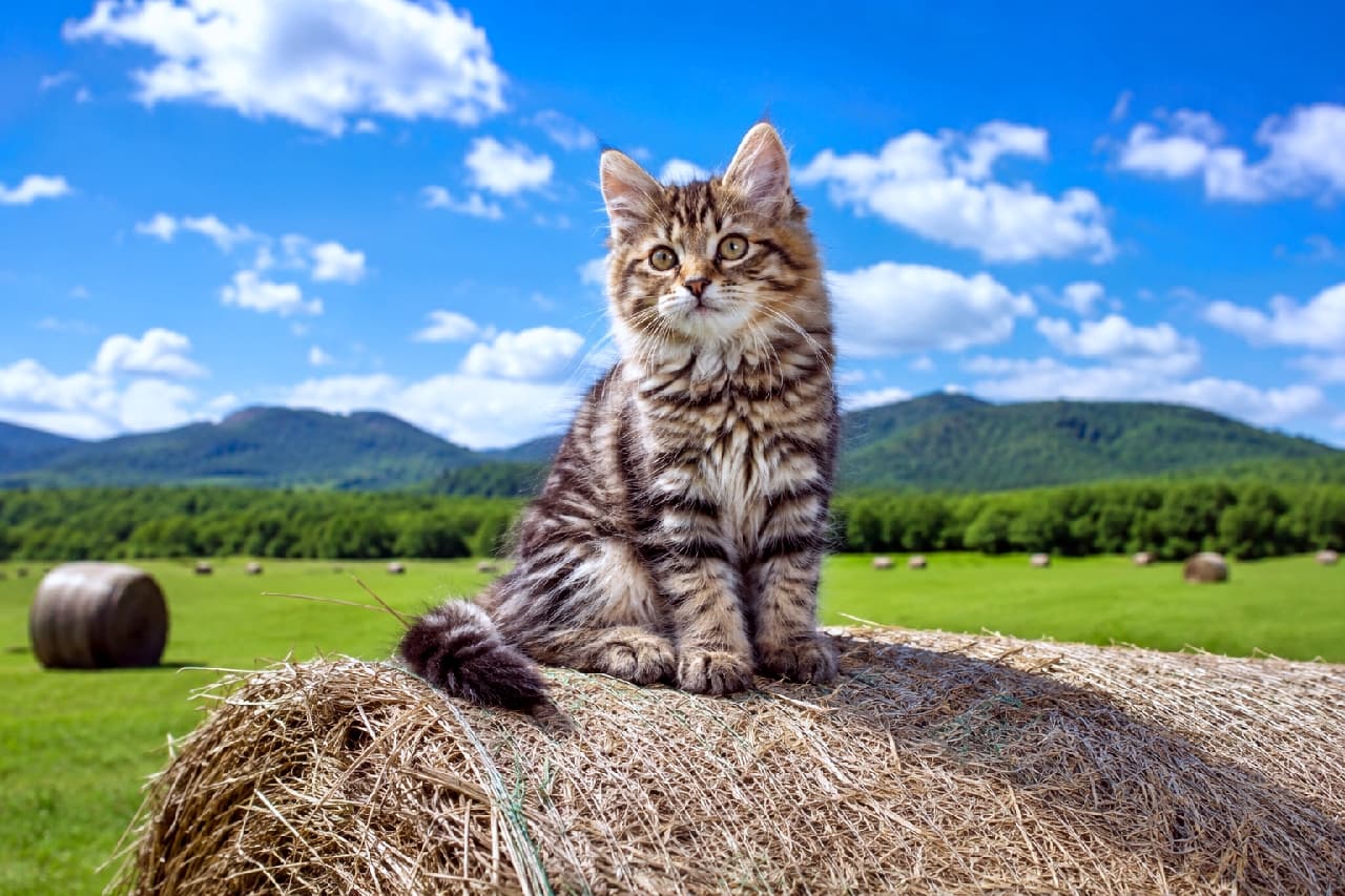 「牧草ロールの上が今日の指定席🐾🌾北海道の風を感じながら、おめめキラキラの子猫ちゃんにメロメロです😍💙」Ultra-realistic high-quality photograph of a fluffy brown tabby Siberian kitten sitting adorably on top of a large round hay bale in a vast green pasture in Hokkaido, with a clear blue sky and fluffy white clouds. 抜けるような北海道の青空と白い雲を背景に、巨大な牧草ロール（ロールベール）の上に座るブラウンタビー（キジトラ）のサイベリアン風の長毛子猫。フワフワの毛並みと少し首を傾げたあどけない表情が愛らしく、背景には広大な緑の牧草地が広がっている
