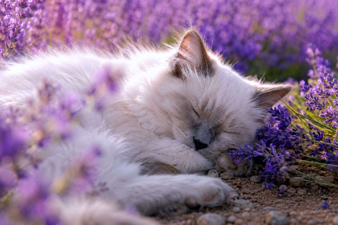 「ラベンダーのいい香りに包まれて、すやすや夢の中…💤 どんな素敵な夢を見ているのかな？💜🐾 #ラベンダー畑 #ラグドール #猫の寝顔」Ultra-realistic high-quality photograph of a Ragdoll kitten sleeping peacefully on the ground in a blooming purple lavender field. The warm, soft light of the golden hour gently envelops the cat's soft fur, creating a dreamy and magical atmosphere. 満開の紫色のラベンダー畑の土の上で、前足を顔に寄せて気持ちよさそうに眠るラグドール子猫。耳や鼻先に淡いポイントカラーが入り、シルクのように柔らかいフワフワの被毛が特徴。夕暮れ時の暖かく柔らかな光（マジックアワー）が猫の輪郭を優しく包み込む、極めてリアルで幻想的な高画質写真