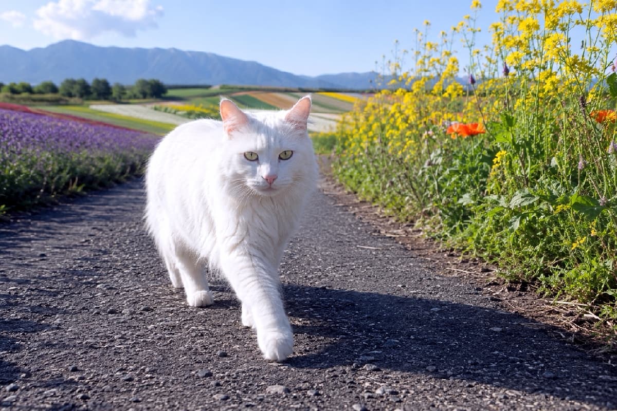 「花の香りに誘われて🌸🐈 未知の小道をトコトコ大冒険！🐾🌈 この景色、みんなに見せたいニャ💖✨ #ターキッシュアンゴラ #白猫 #花畑 #北海道」Ultra-realistic high-quality photograph of an elegant Turkish Angora cat walking directly towards the camera on a gravel path through a vast flower field in Hokkaido. Rainbow-like stripes of purple lavender, yellow, and orange flowers line the path, with distant mountains in the background under a clear sky. 北海道の広大な花畑を貫く未舗装の小道を、カメラに向かって歩いてくるターキッシュアンゴラ。白くふかふかした被毛が太陽を浴びて輝き、左右には紫（ラベンダー）、イエロー、オレンジの鮮やかな花が列をなしている。遠くに山並みが見える、極めてリアルで高画質な写真