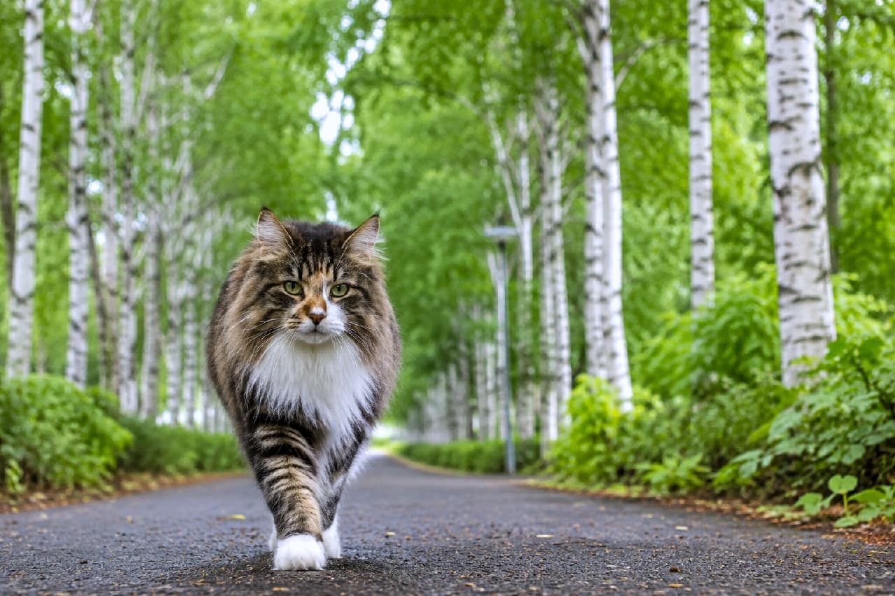 「白樺の森のお散歩道🌿🐾 ふわふわの胸毛を揺らして歩く姿は、まるで森の王様みたい👑✨ #猫のいる風景 #北海道 #もふもふ」Ultra-realistic high-quality photograph of an adult Norwegian Forest Cat, resembling a Maine Coon with brown tabby and white fur, walking confidently towards the camera on a path lined with fresh green birch trees. The gentle sunlight beautifully illuminates its thick ruff and piercing emerald green eyes. 北海道の初夏を思わせる新緑の白樺並木を、カメラに向かって堂々と歩いてくる成猫のノルウェージャンフォレストキャット。ブラウンタビーにふさわしい豊かな胸元の白い飾り毛を揺らし、エメラルドグリーンの鋭くも美しい瞳で前を見据える姿。柔らかな木漏れ日がフワフワの被毛を照らし出す、極めてリアルで高画質な写真