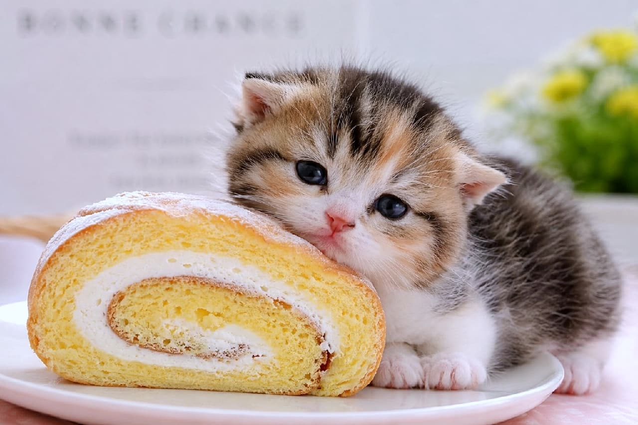 「ロールケーキのベッド、最高だニャ🍰✨ 吸い込まれそうな大きな瞳に、心奪われること間違いなし！🐈💖 #猫好き #ロールケーキ #猫のいる暮らし #スイーツと猫」Ultra-realistic high-quality photograph of a fluffy golden tabby kitten resting its chin on a Swiss roll cake, looking directly at the camera with large round eyes. The natural lighting perfectly highlights the soft textures. ふわふわのロールケーキに顎を乗せ、こちらをじっと見つめるゴールデンタビーの子猫。吸い込まれるような大きく丸い瞳、ふっくらとしたマズル、ケーキのきめ細かいスポンジ生地の質感が、明るい自然光の中で克明に描写されています