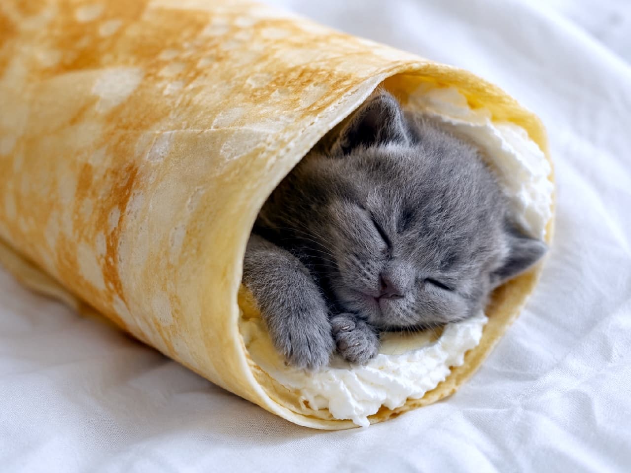「クレープのおくるみで夢見心地…🥞☁️ ムチムチのお手てと、幸せそうな寝顔が最高の癒やしです🐾 #グレー子猫 #クレープ #猫のいる暮らし #スイーツと猫」Ultra-realistic high-quality photograph of a solid blue-grey kitten sleeping comfortably wrapped inside a crepe with whipped cream on a soft white fabric surface. たっぷりのホイップクリームと一緒に、薄く焼かれたクレープ生地にくるまれて眠るグレーの子猫。密度の高いブルーグレーの被毛と穏やかな寝顔が自然光に照らされ、白い布地の背景が温かみを添える高品質な写真