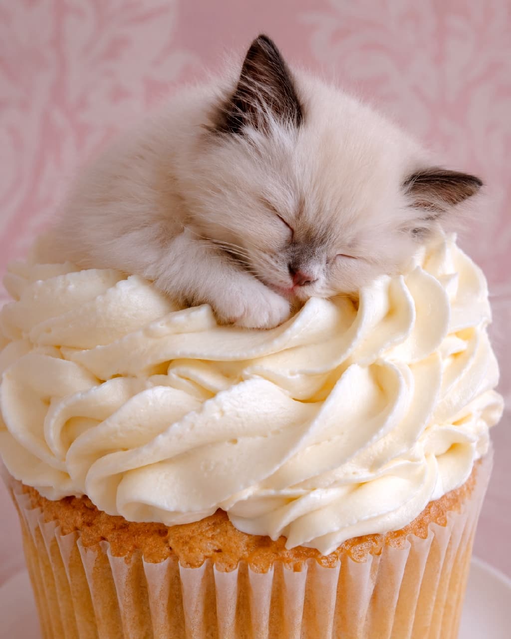 「ふわふわクリームの上でスヤスヤ🧁💤 どっちがクリームか分からないくらいのモフモフ感に癒やされます🎀 #ラグドール #カップケーキ #猫のいる暮らし #スイーツと猫」Ultra-realistic high-quality photograph of a fluffy Ragdoll kitten sleeping curled up on giant swirls of white cupcake frosting against a romantic pink damask background. 巨大なカップケーキの絞り出された白いホイップクリームの上で、丸まって深く眠るラグドールの子猫。クリーム色のふわふわな被毛と耳や鼻先のダークブラウンが特徴的で、背景のピンクのダマスク柄がロマンチックな情景を演出する高品質な写真