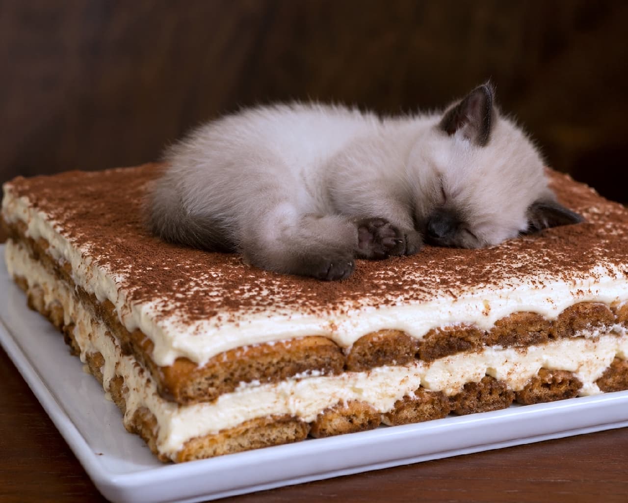 「ほろ苦いティラミスの上で、甘い夢を…☕️🐈 エレガントなシャム子猫ちゃんの、優雅なひととき✨ #シャム猫 #ティラミス #猫のいる暮らし #スイーツと猫」Ultra-realistic high-quality photograph of a Siamese kitten sleeping gracefully on a Tiramisu dusted with cocoa powder. The dark points of the fur beautifully complement the elegant, moody lighting of the dessert. ココアパウダーがたっぷりと振りかけられたティラミスの上で、横たわって眠るシャム子猫。顔や耳のダークなポイントカラーとティラミスのほろ苦い色彩が絶妙にリンクした、重厚でクラシカルな雰囲気の一枚