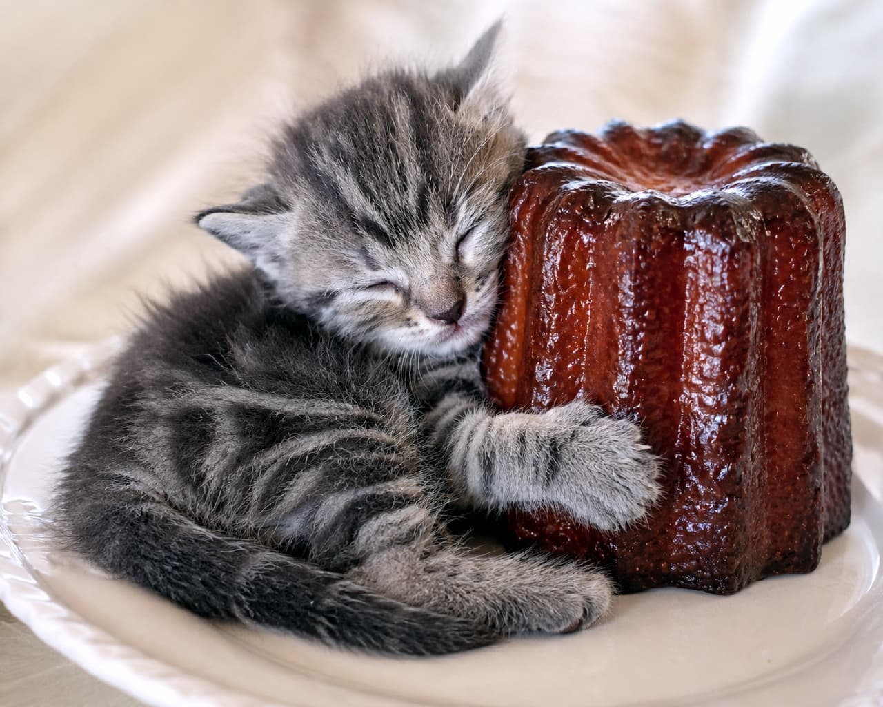 「カヌレの香ばしい匂いの虜🤎 ぴったりくっついて離れないサバトラちゃんが愛おしすぎます🐈✨ #ねこすたぐらむ #癒やし画像 #猫好きさんと繋がりたい #サバトラ #カヌレ #子猫のいる生活 #スイーツと猫」Ultra-realistic high-quality photograph of a silver tabby kitten sleeping while snuggling up to a glossy, baked canelé on a white vintage plate. 白いアンティーク調のお皿の上で、こんがりと焼き色がついた艶やかなカヌレにぴったりと腕を回して眠るサバトラの子猫。シルバーと黒の美しい縞模様と、カヌレのカリッとした表面の質感が見事な対比を描いています