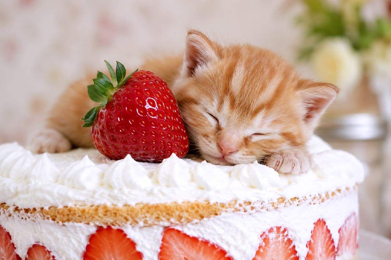 「大きな苺の横で夢の中へ…🍓🐈 スイーツより甘い茶トラちゃんの寝顔に癒されませんか？✨ #猫のいる暮らし #スイーツと猫」Ultra-realistic high-quality photograph of a cute red tabby kitten sleeping peacefully on a strawberry shortcake. The soft orange fur, pink nose, and warm pastel lighting create a heartwarming scene. 甘い香りが漂う苺のショートケーキの上で、安心しきった表情で眠る茶トラ（レッドタビー）の子猫。柔らかなオレンジ色の被毛とピンクのお鼻が魅力的です。背景のパステル調の光が、温かく幸せな情景をより一層引き立てています